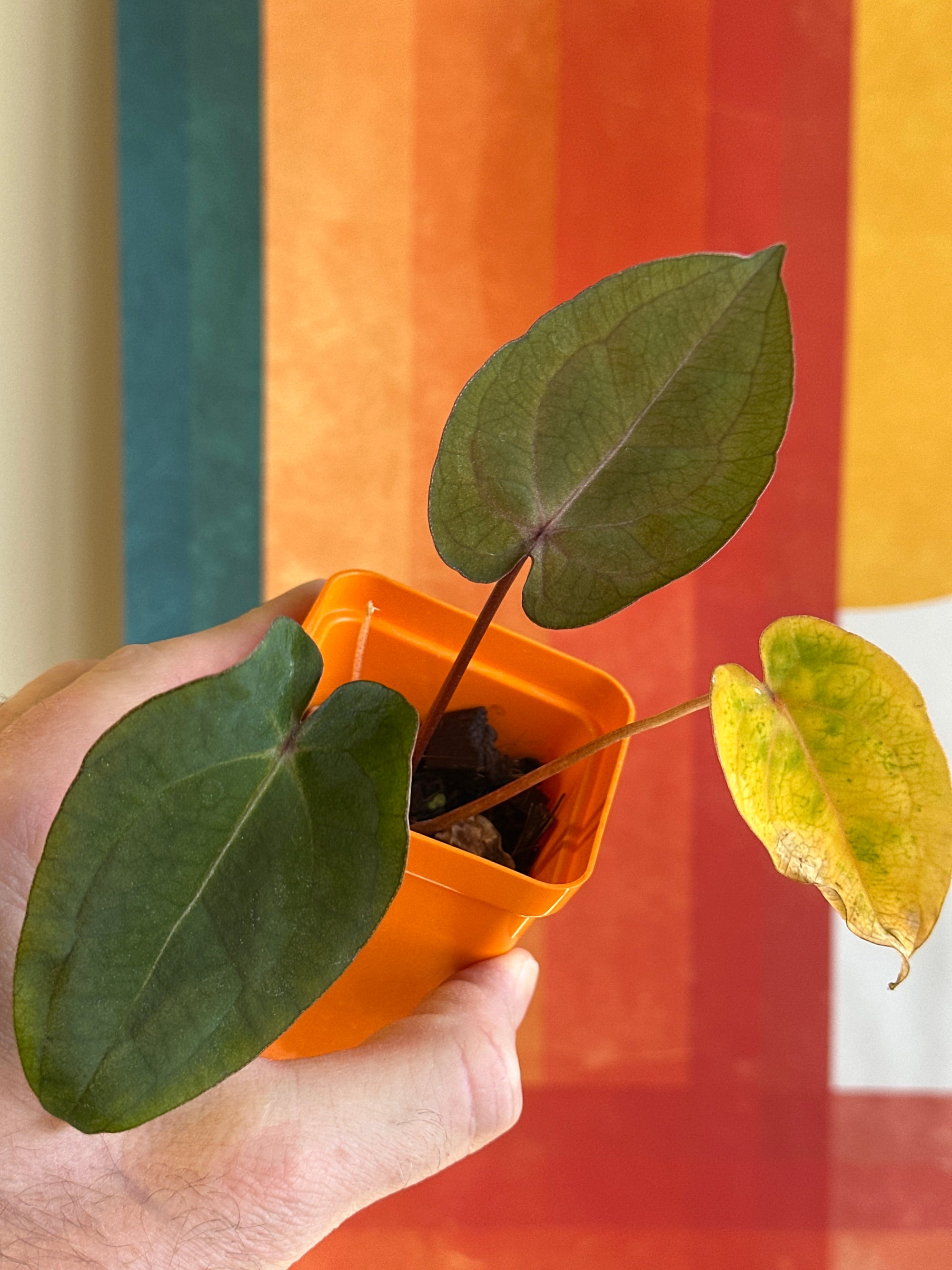 ‘Ace of Purps' x 'Purple Spider' 89