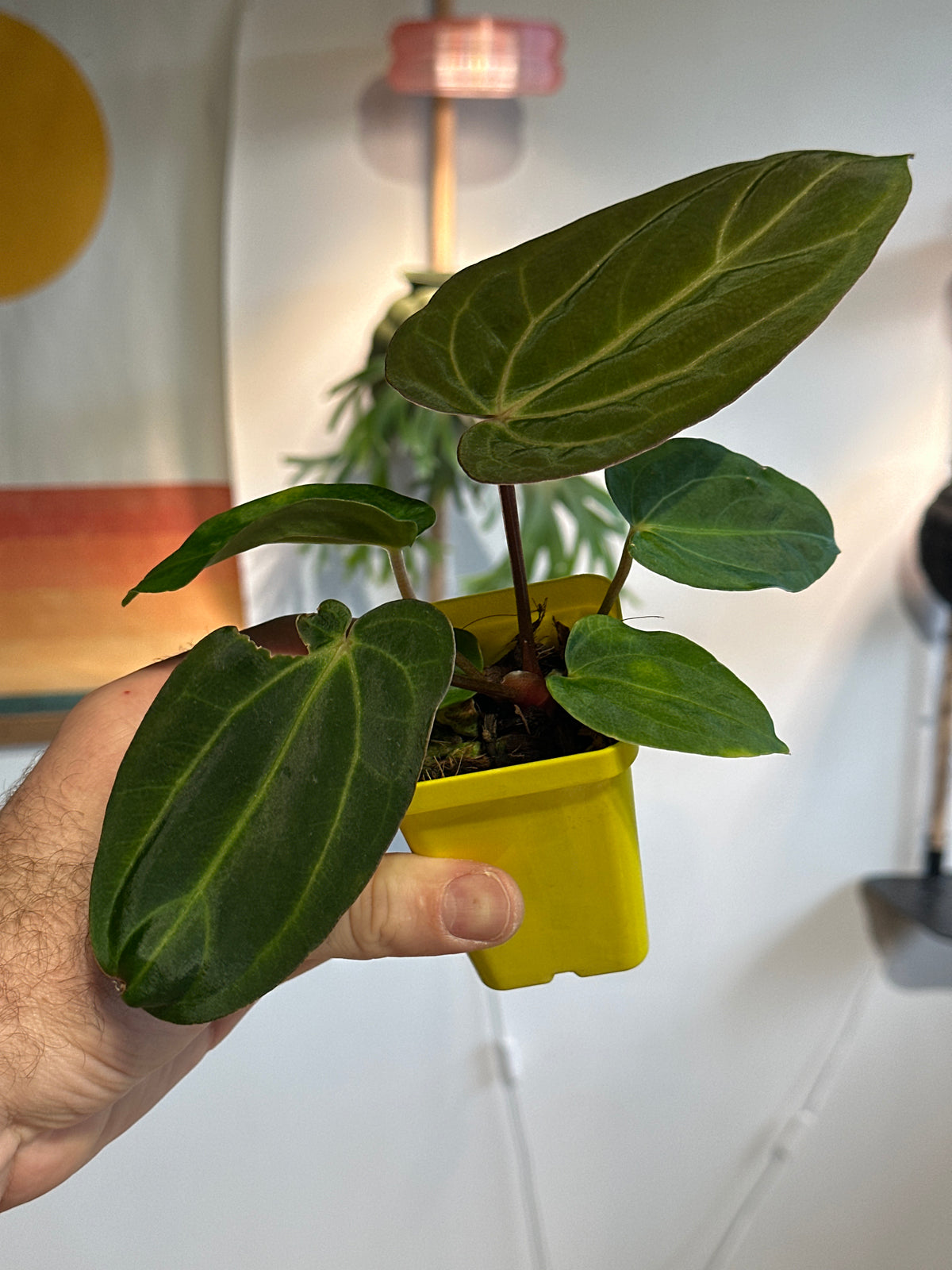 'Carlito' x ‘Carlita’ 352w