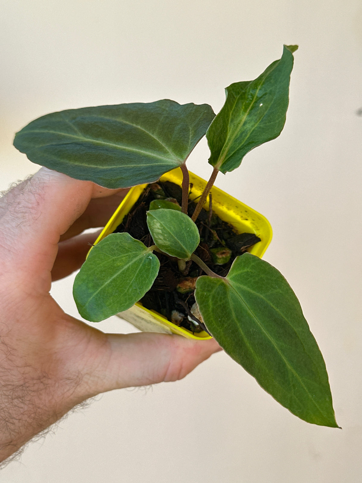 'Carlito' x ‘Carlita’ 231w