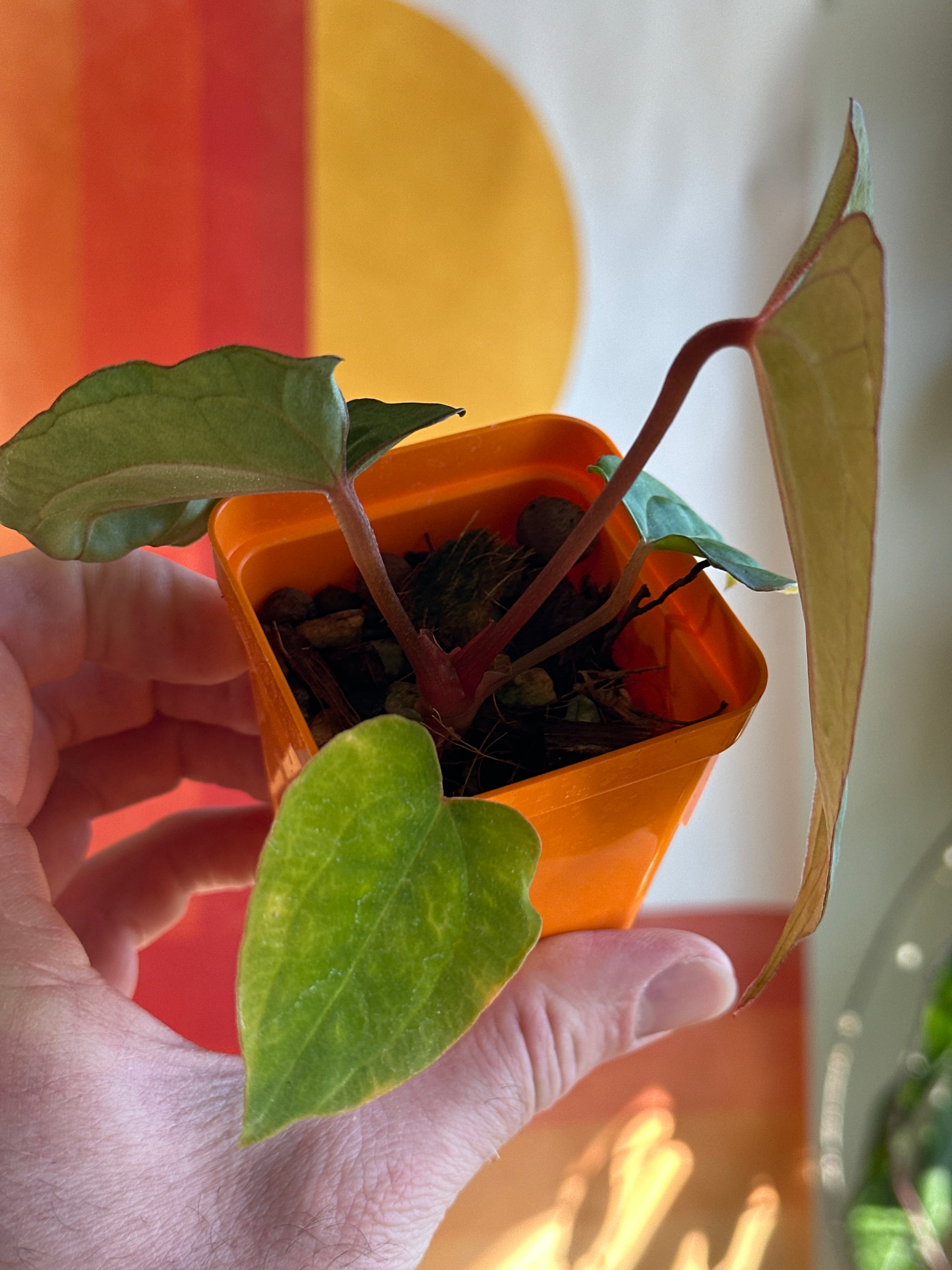 ‘Carlos' x 'Purple Spider' 91