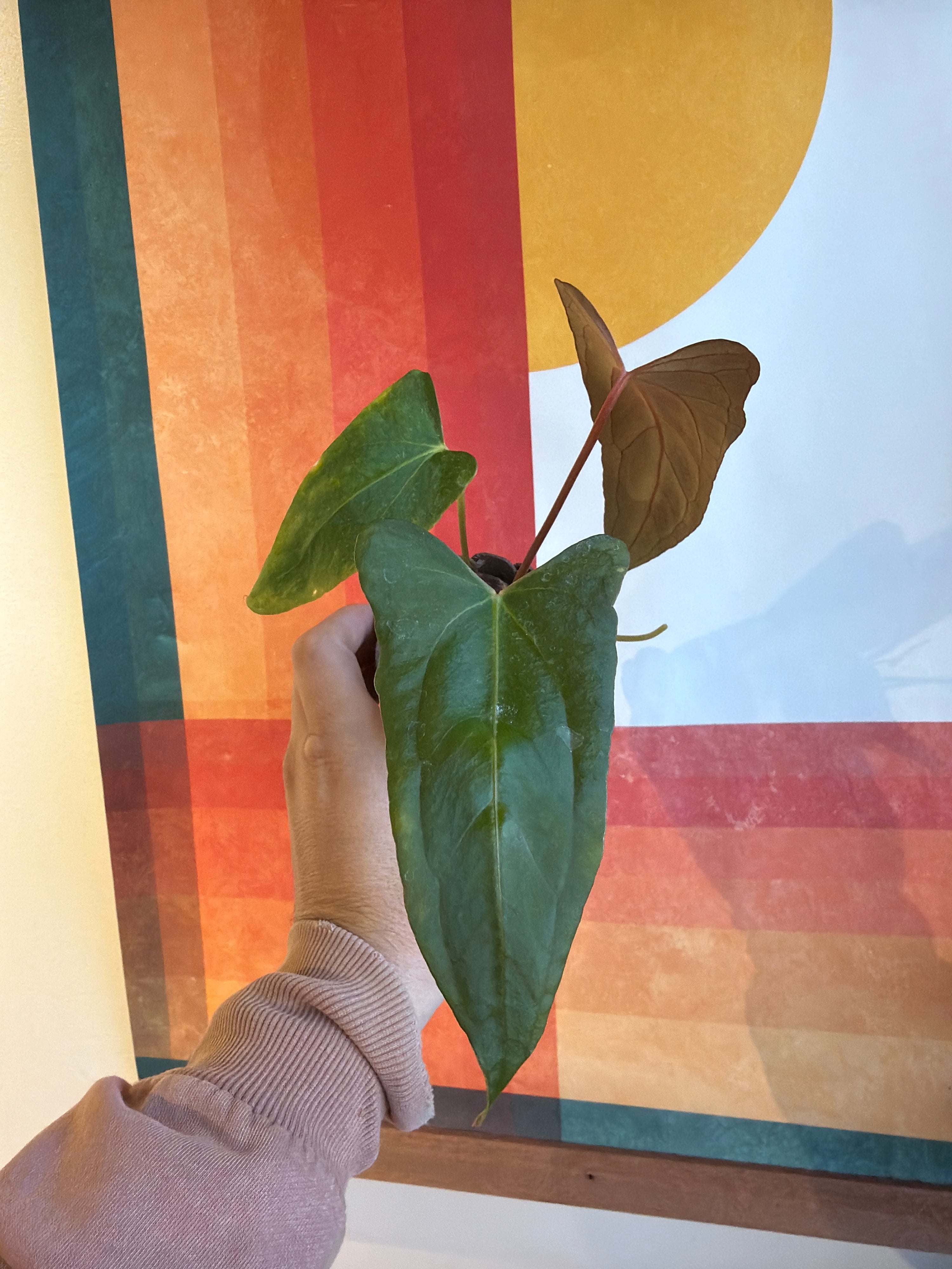 (subsignatum x papi) x 'Carlaza'  Keeper in mini petal pot