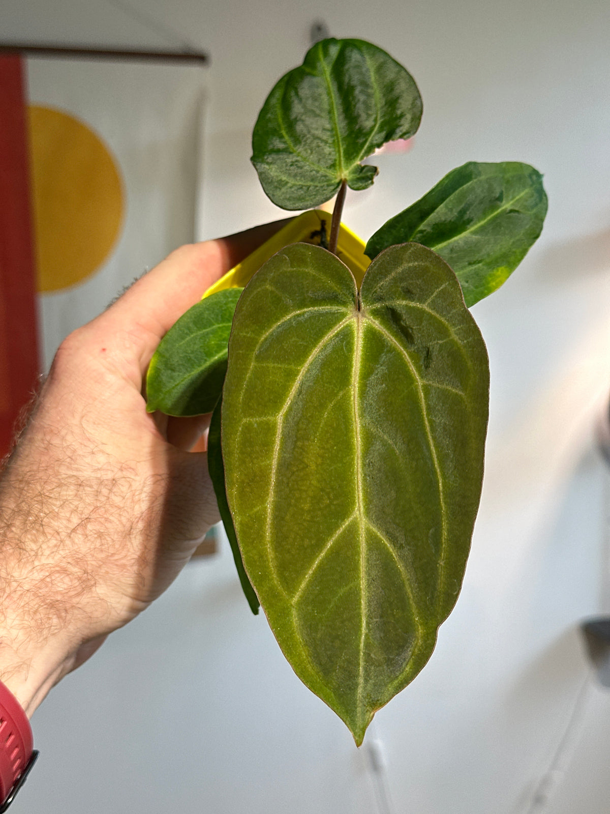 'Carlito' x ‘Carlita’ 352w