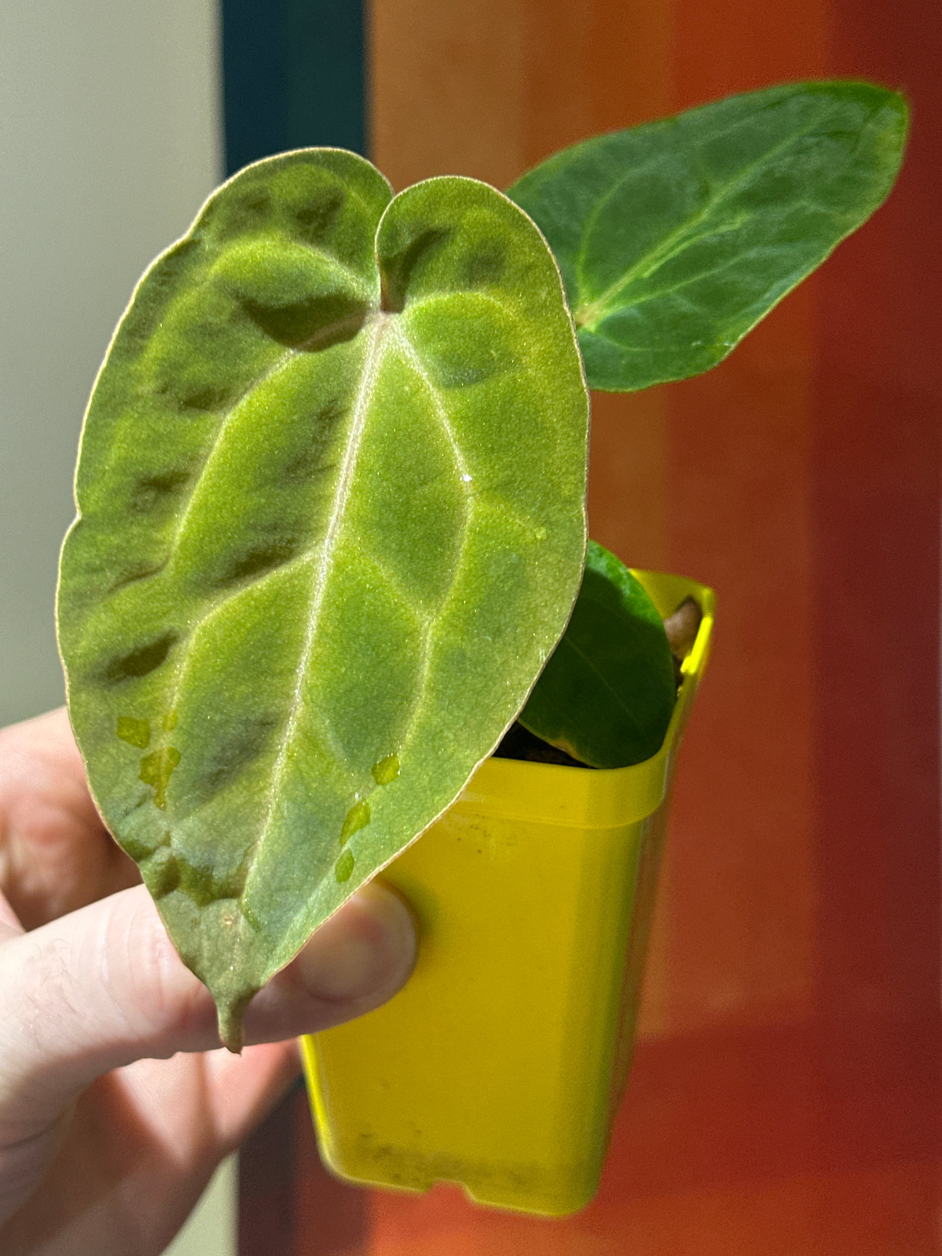 ‘Carlos' x 'Purple Spider' 90