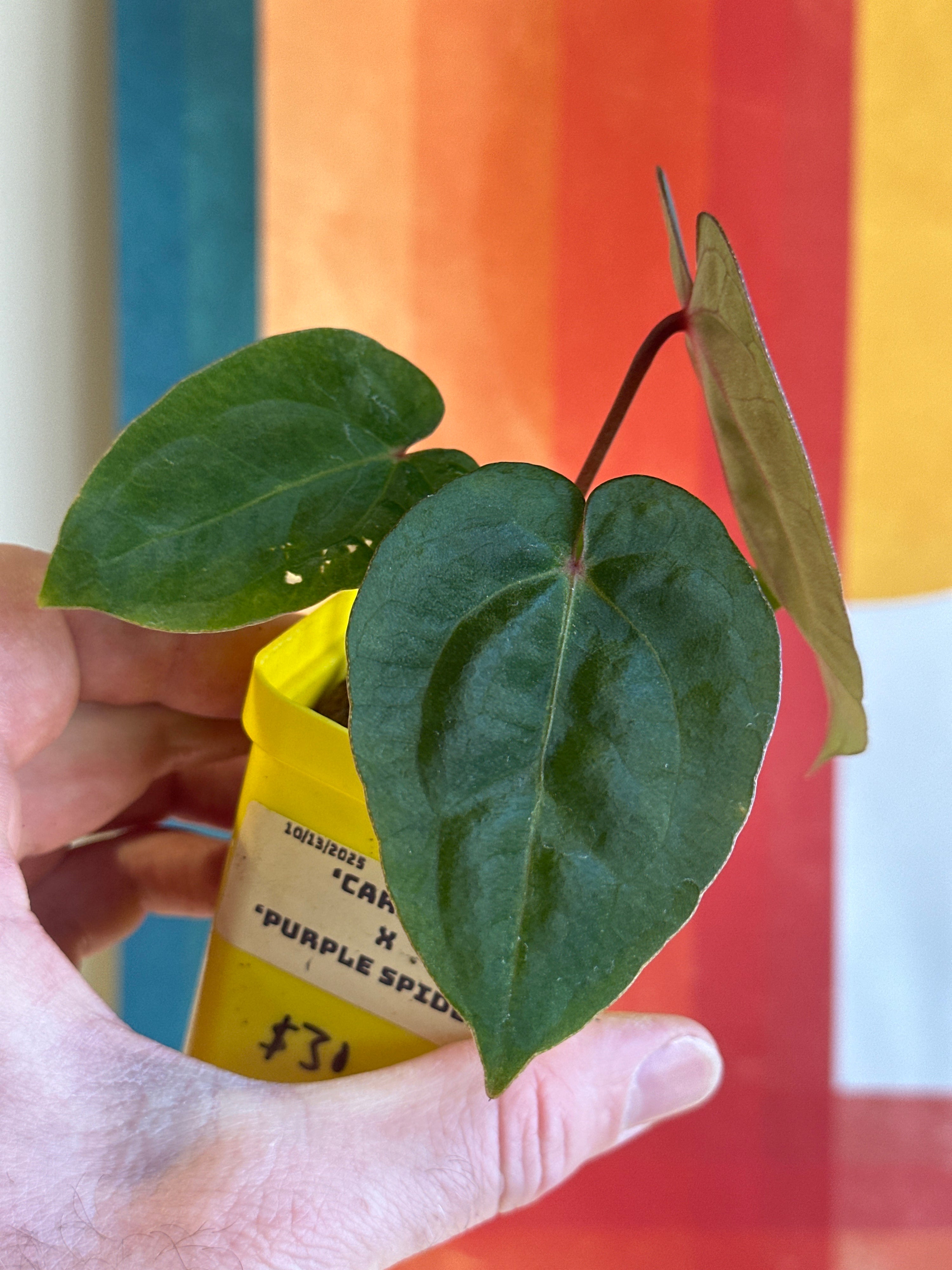 ‘Carlos' x 'Purple Spider' 94