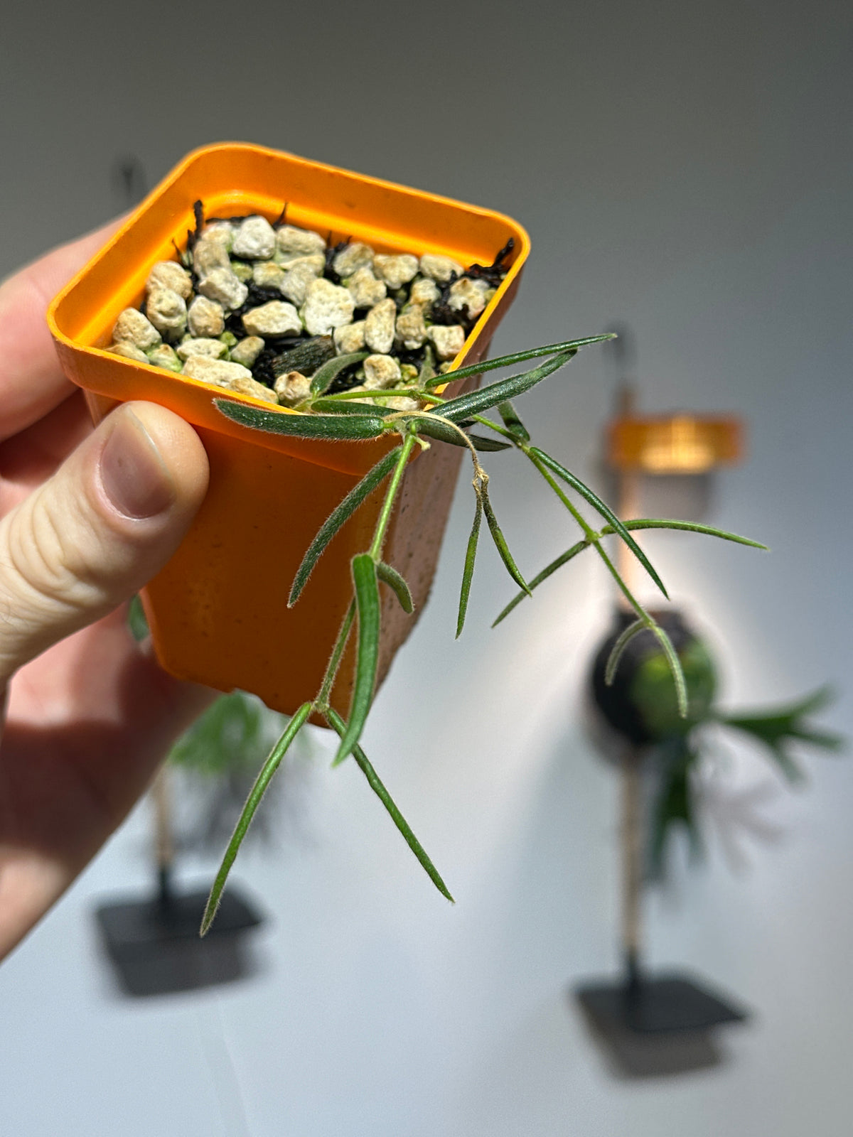 Hoya linearis Starter Plant (Grower’s Choice)