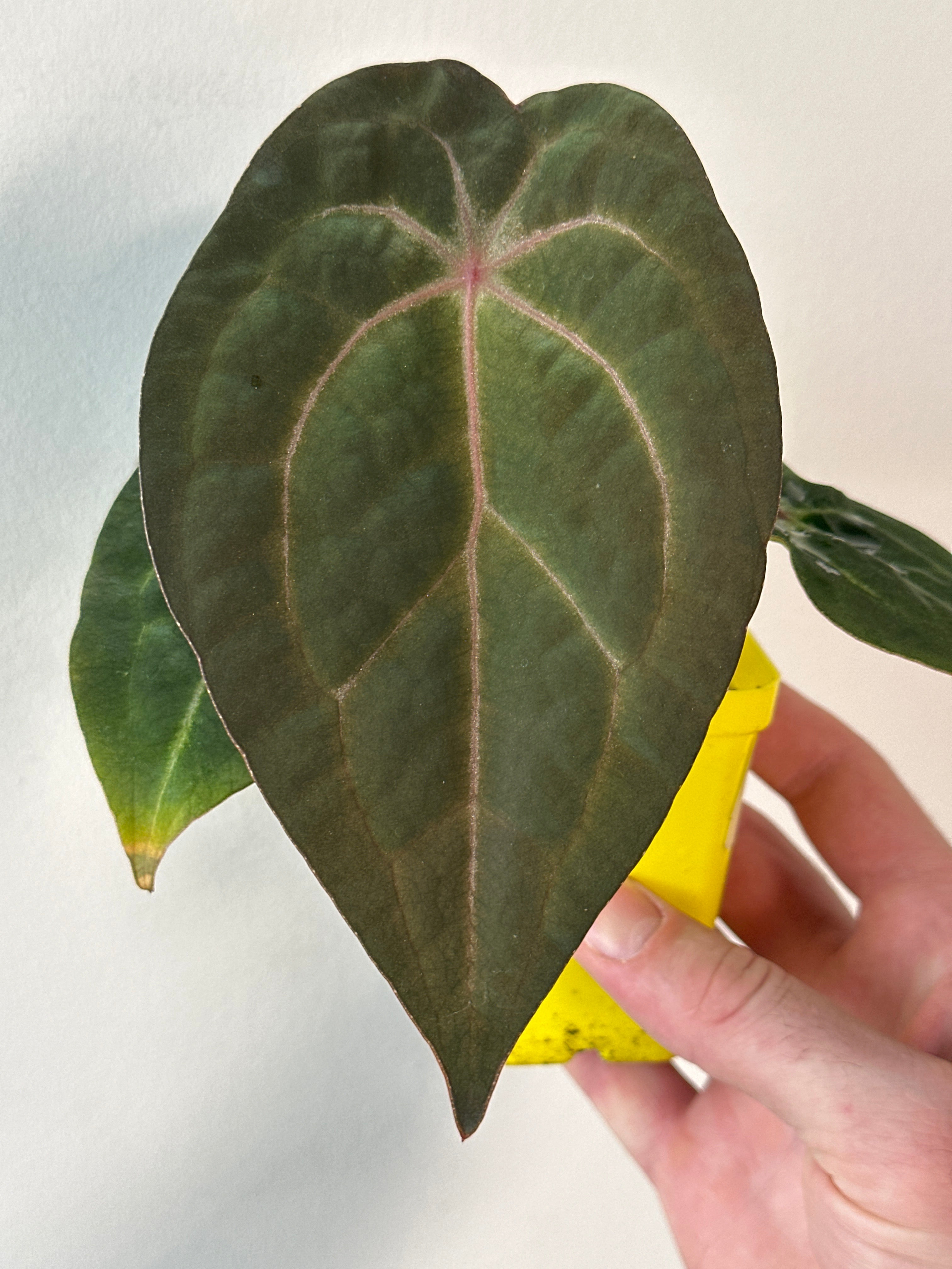 Subpapi' aka subsignatum x papi – Rousseau Plant Care