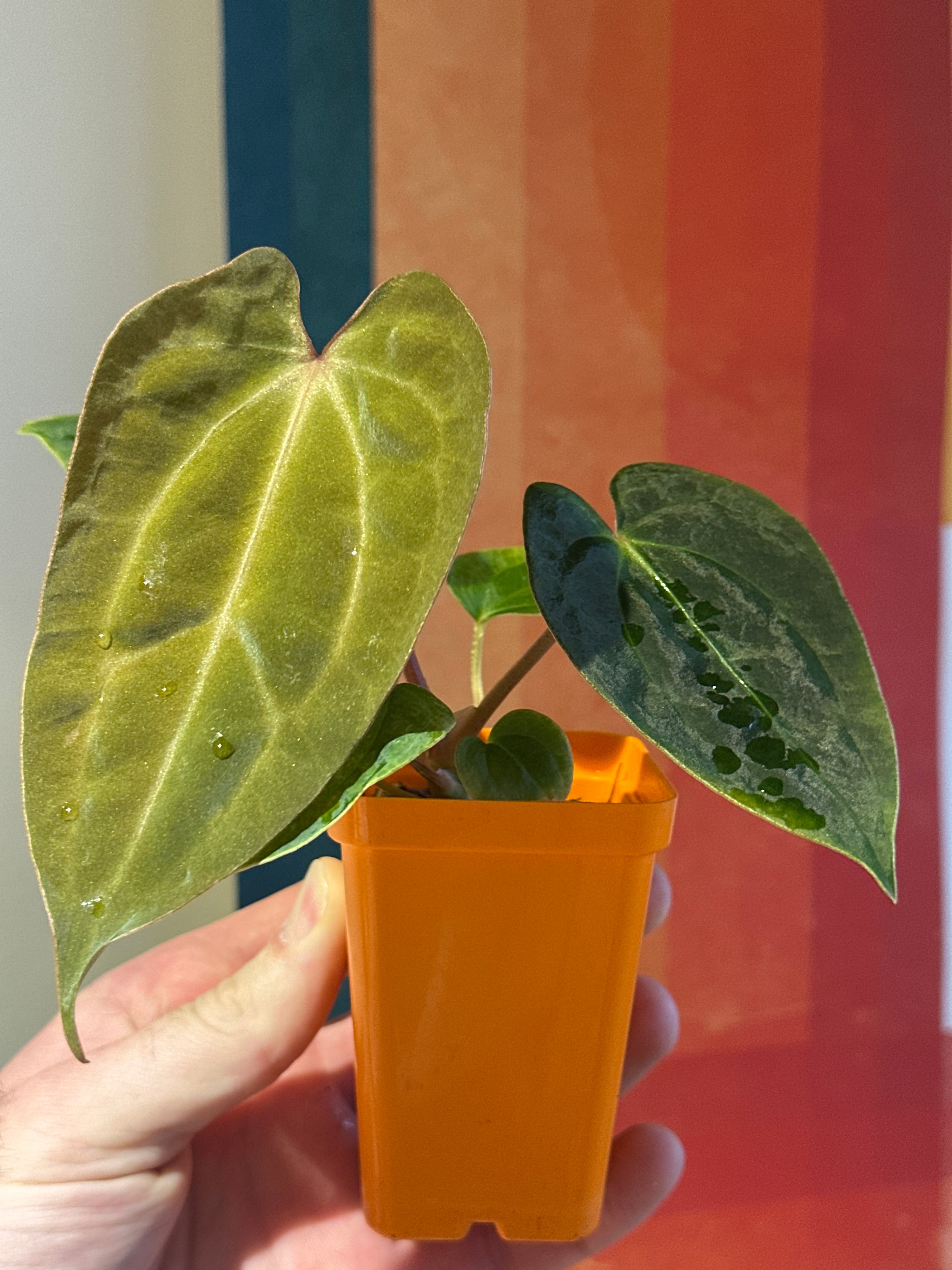 'Purple Spider' x 'Carlito' 2