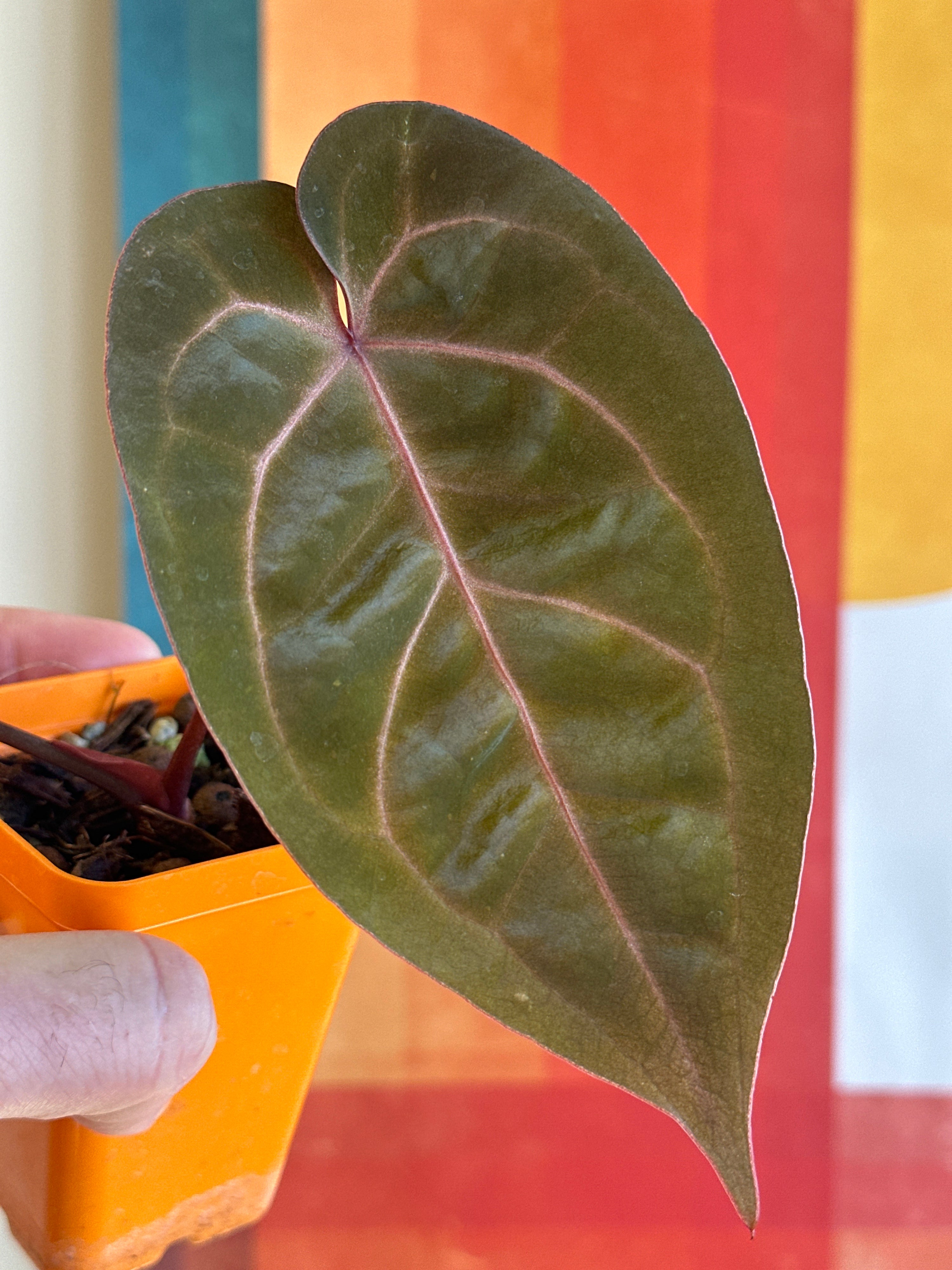 'Brian' x 'Purple Spider' 90