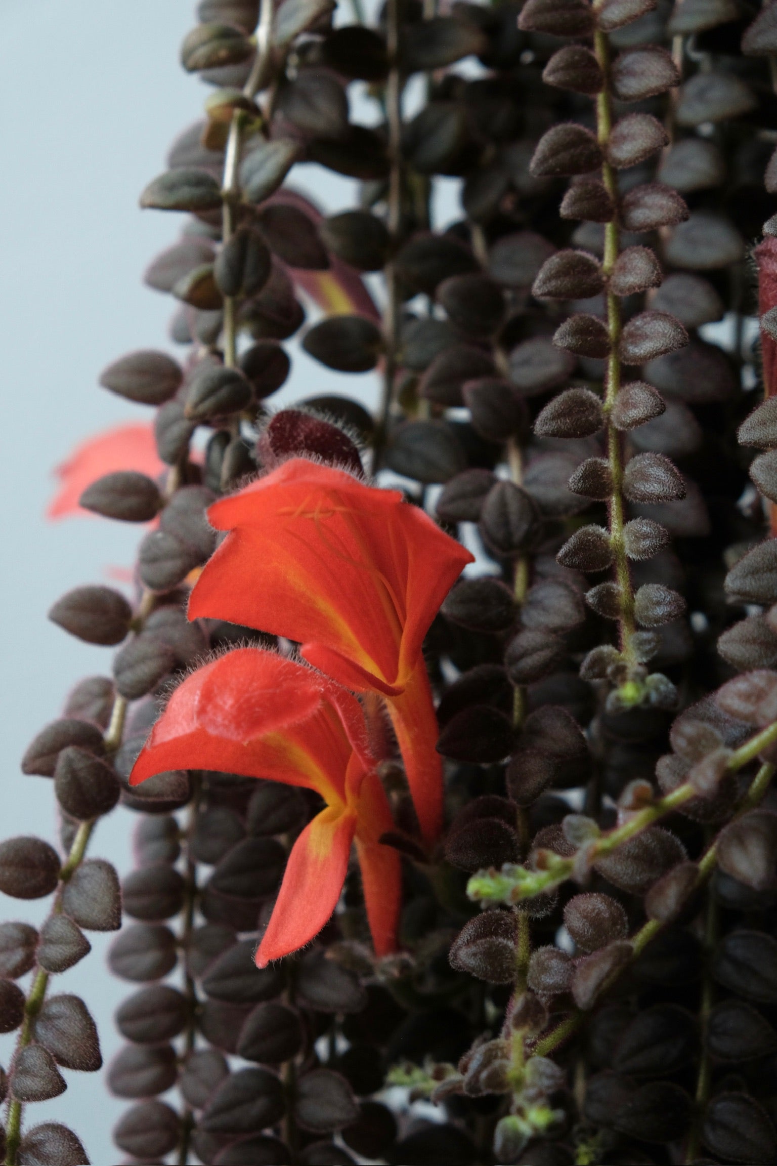 Columnea gloriosa Starter Plant (grower’s choice)