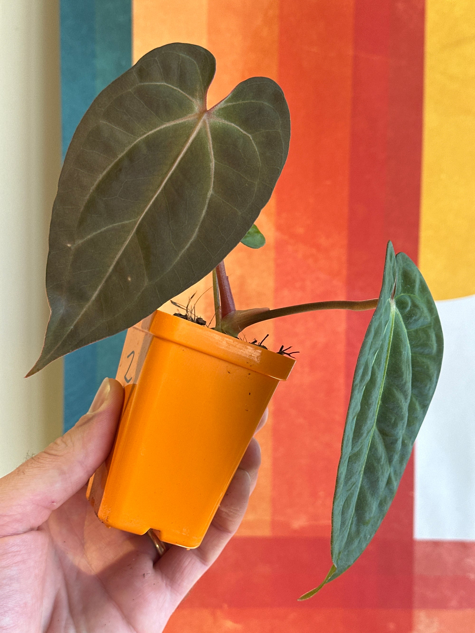 'Purple Spider' x 'Carlito' 7