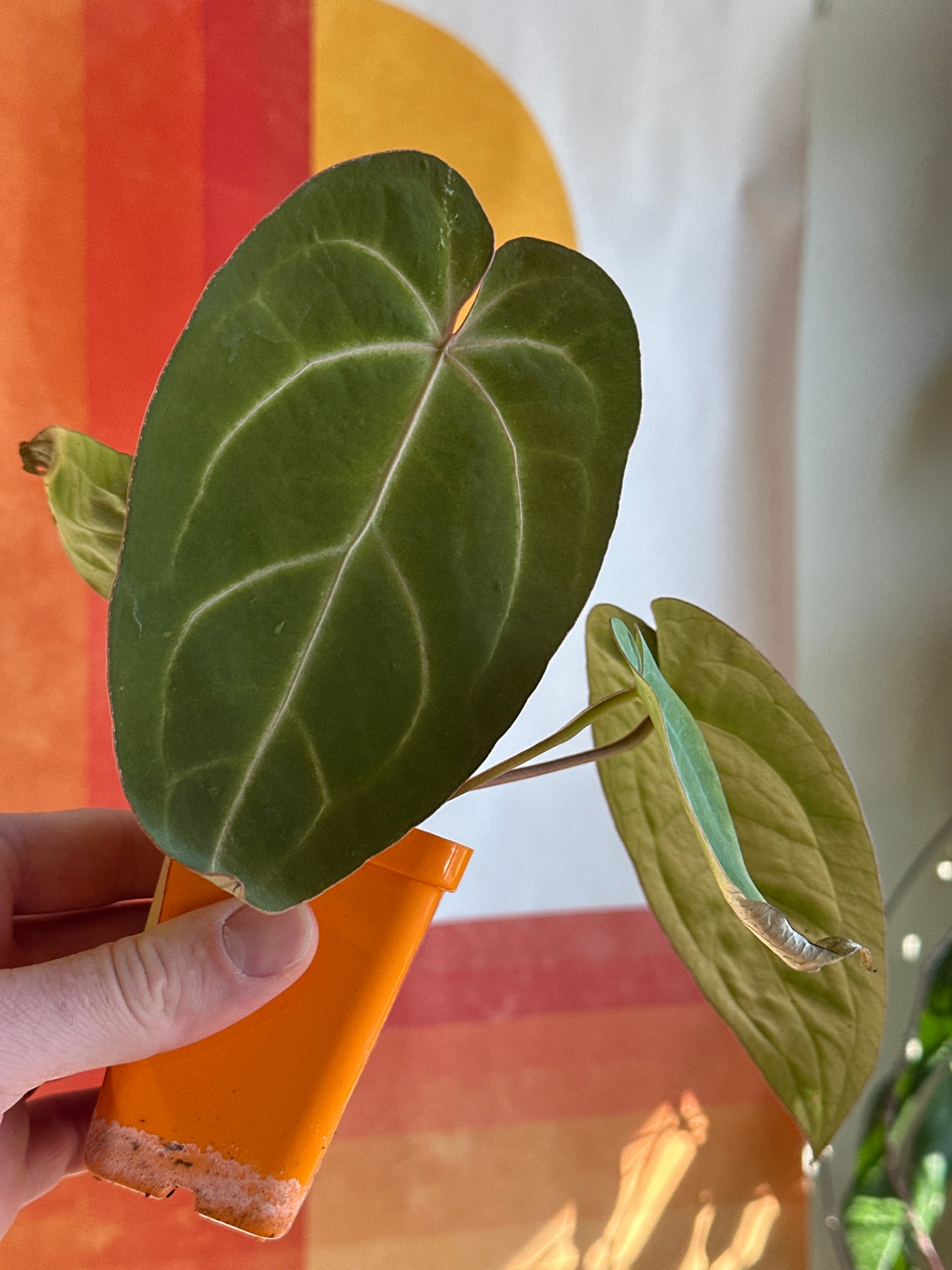 'Brian' x 'Purple Spider' 89