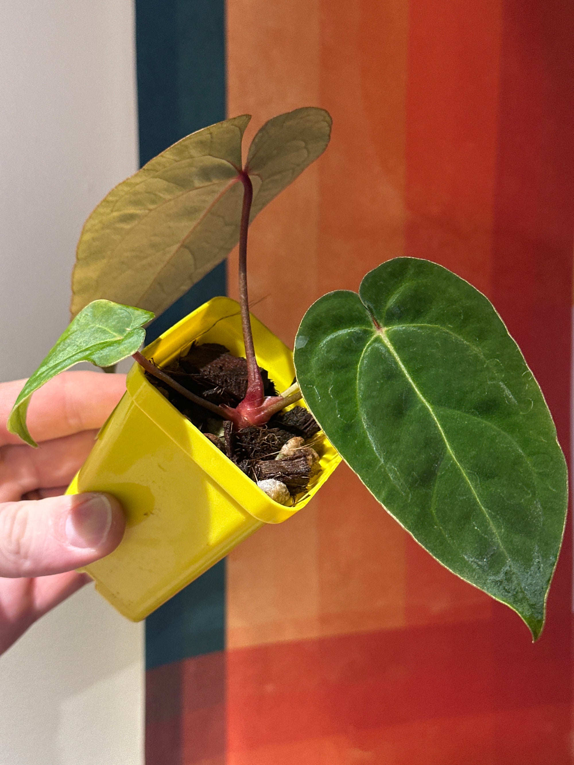 ‘Carlos' x 'Purple Spider' 89