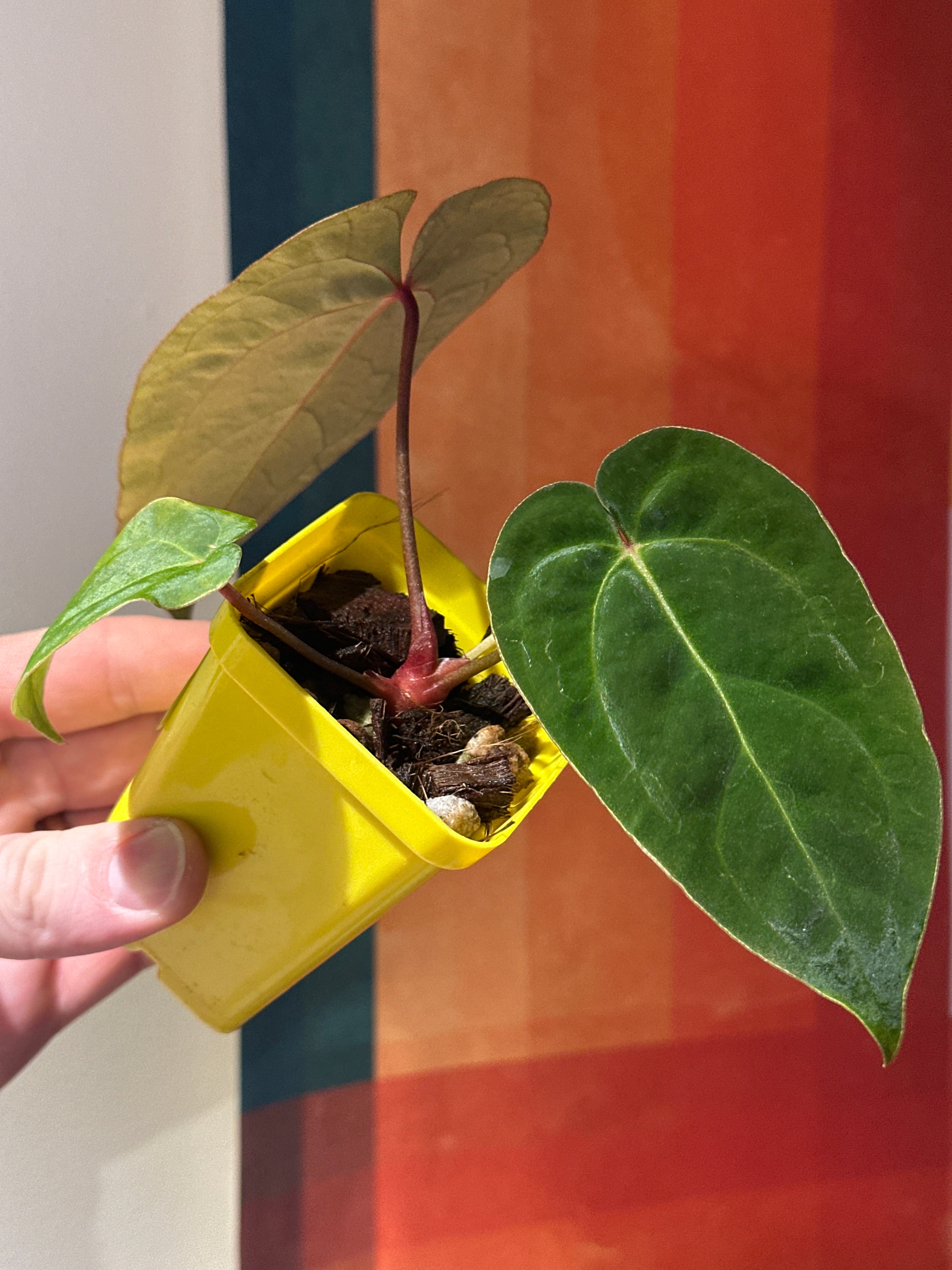 ‘Carlos' x 'Purple Spider' 89