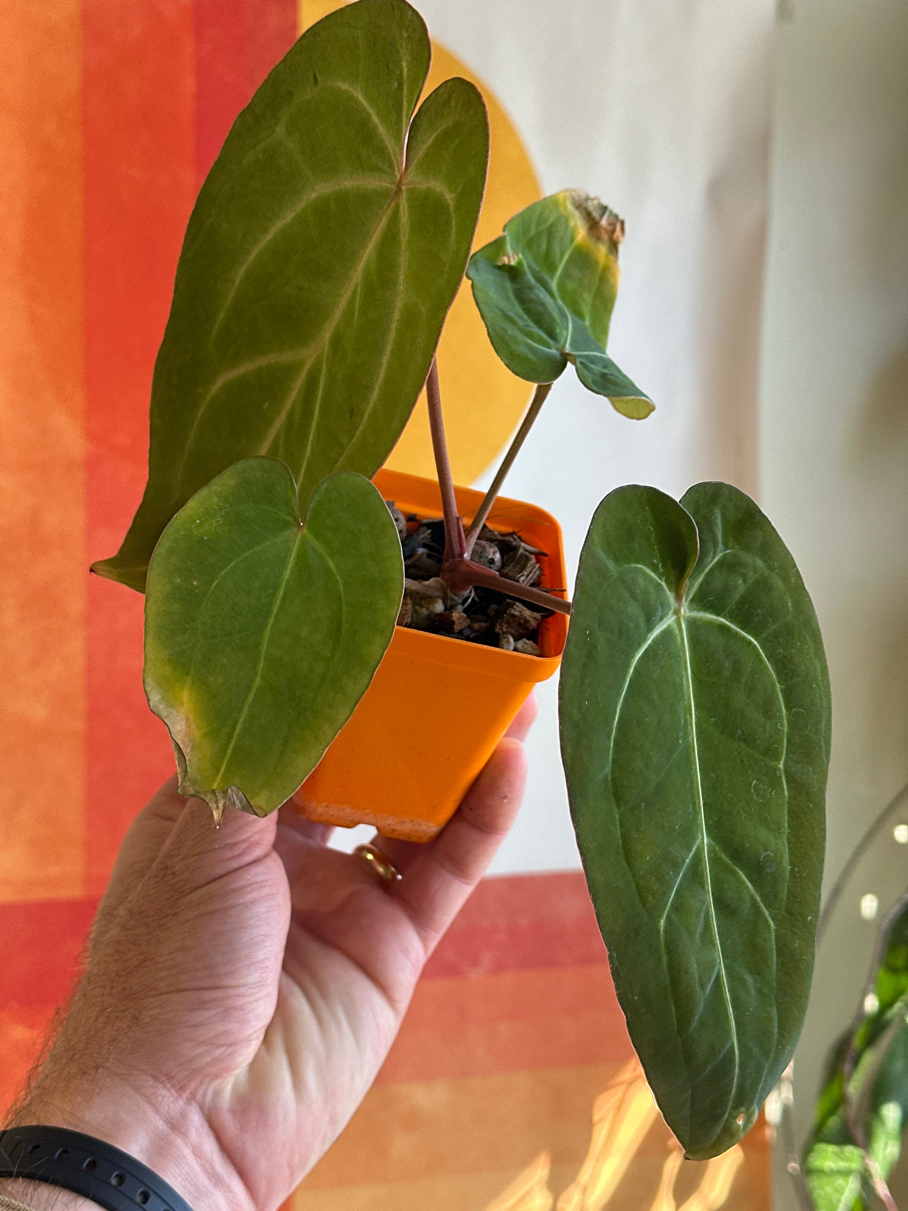 'Brian' x 'Purple Spider' 89