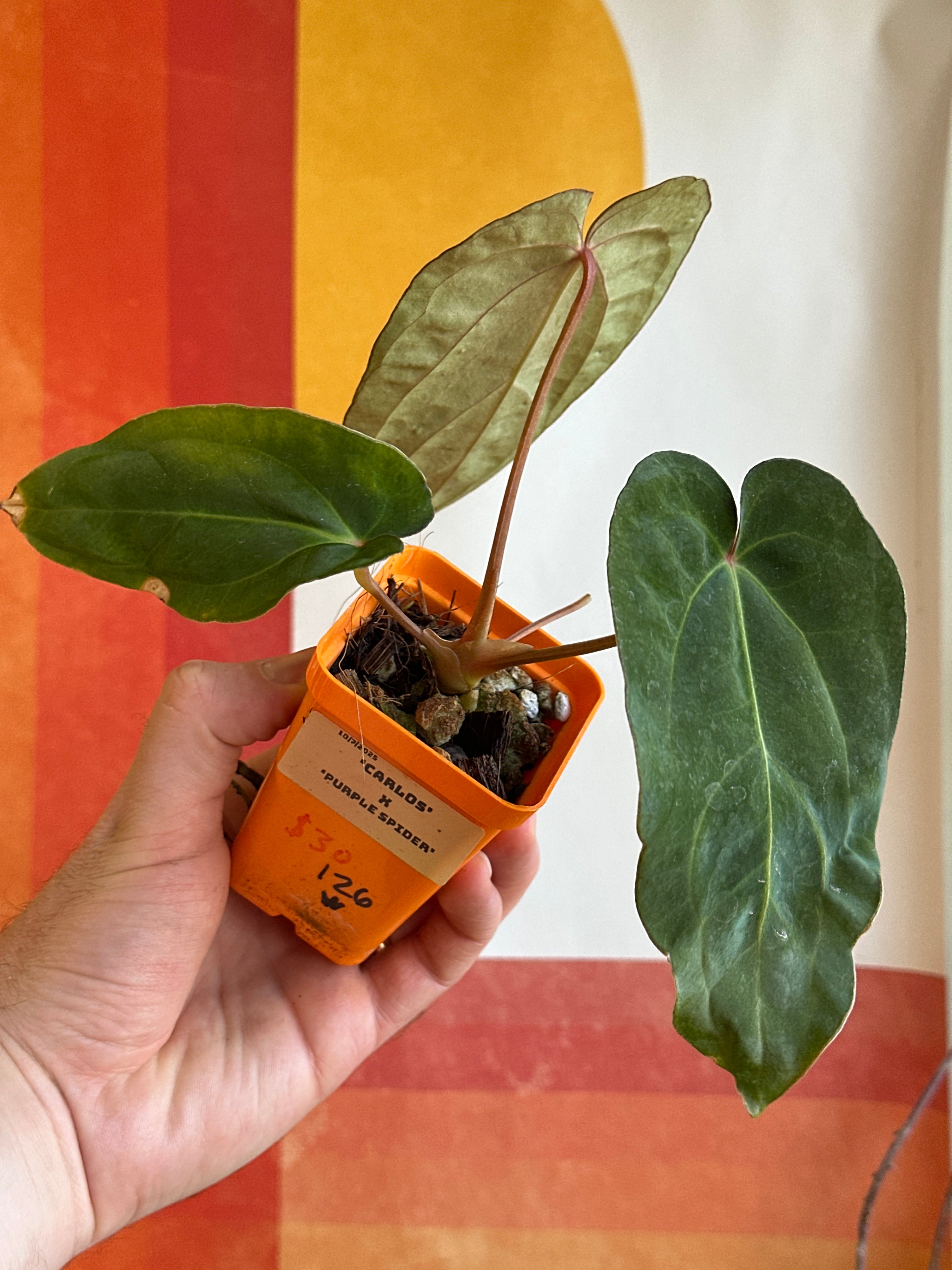 ‘Carlos' x 'Purple Spider' 126