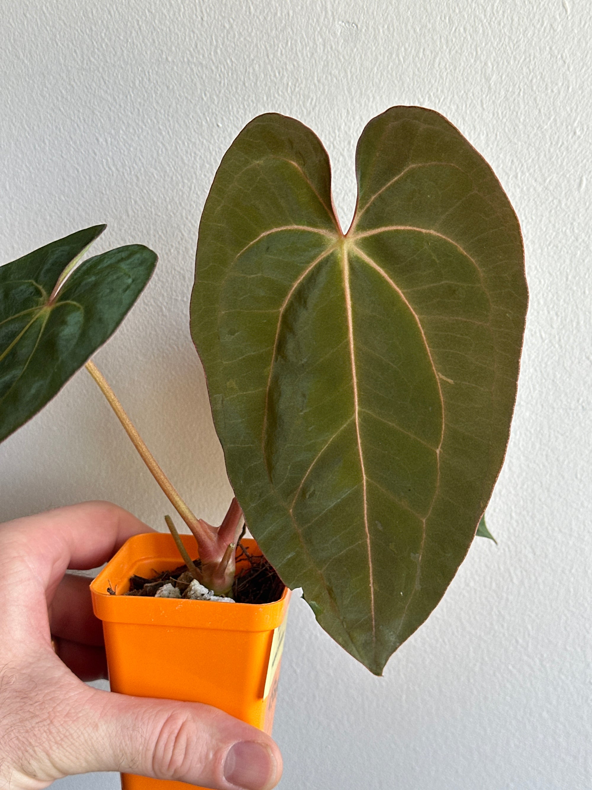 ‘Carlos' x 'Purple Spider' 458w