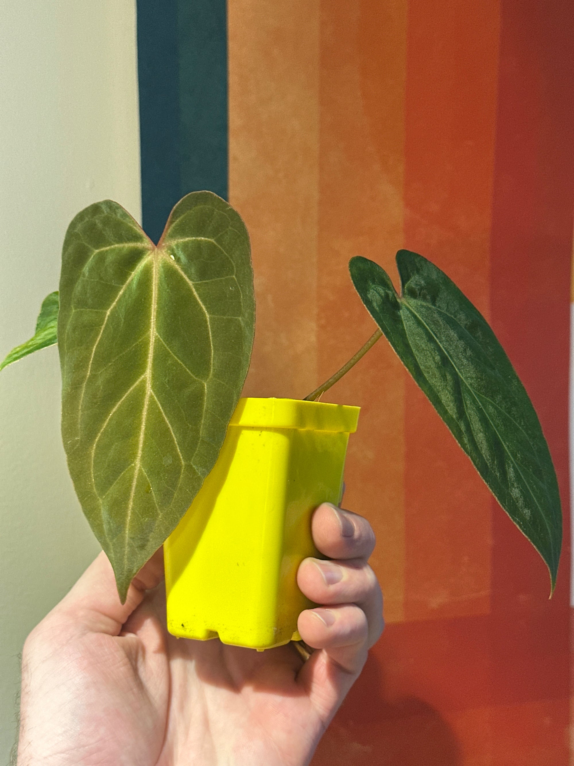 ‘Carlos' x 'Purple Spider' 87