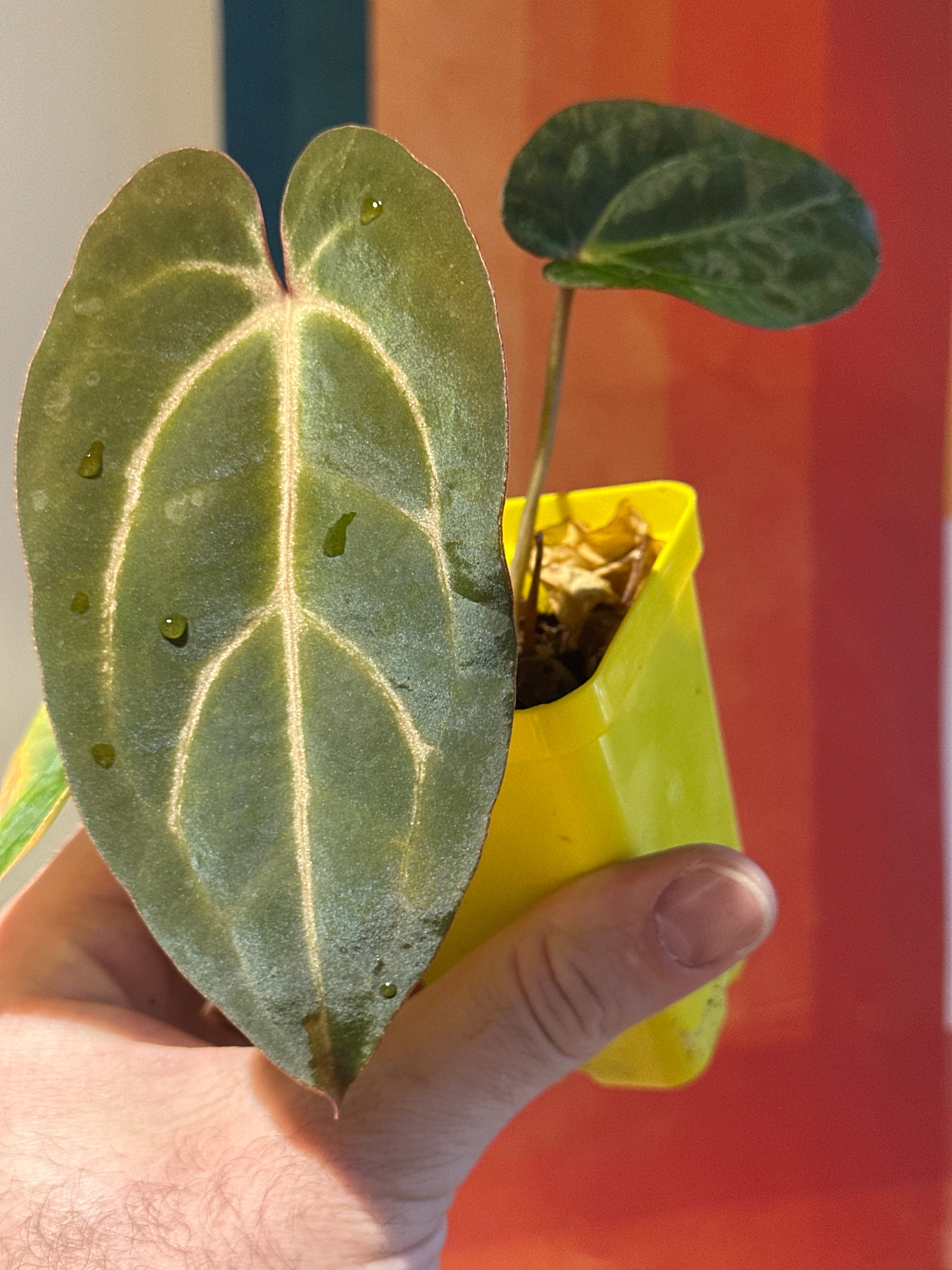 'Purple Spider' x 'Carlito' 3