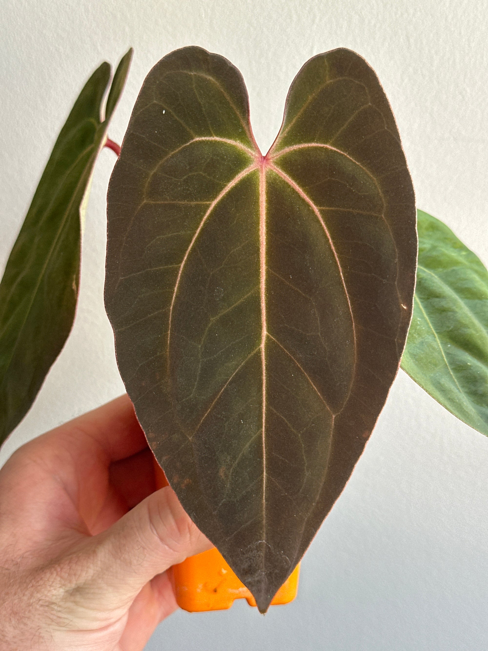 ‘Carlos' x 'Purple Spider' 462w