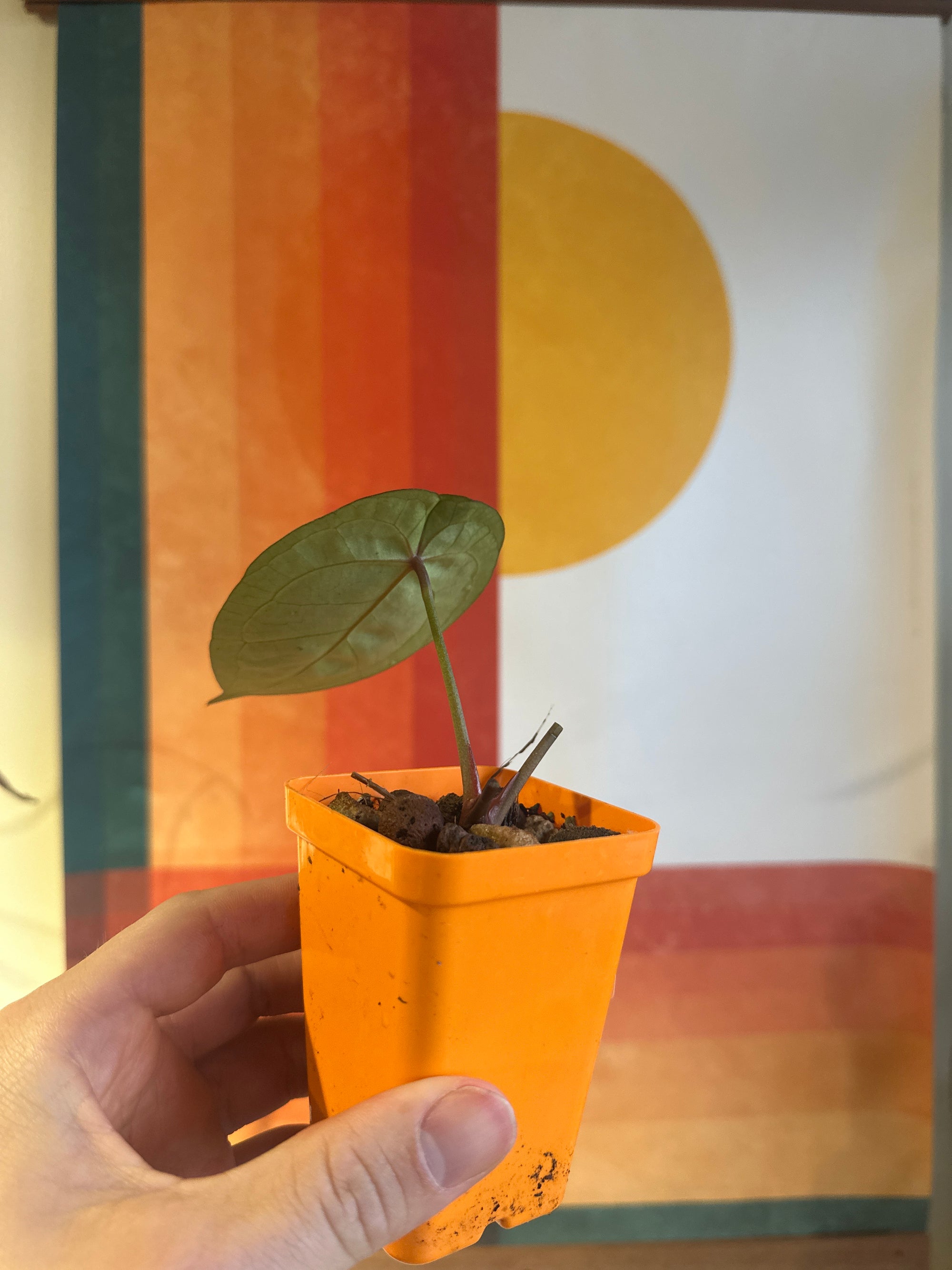 'Brian' x 'Purple Spider' 86