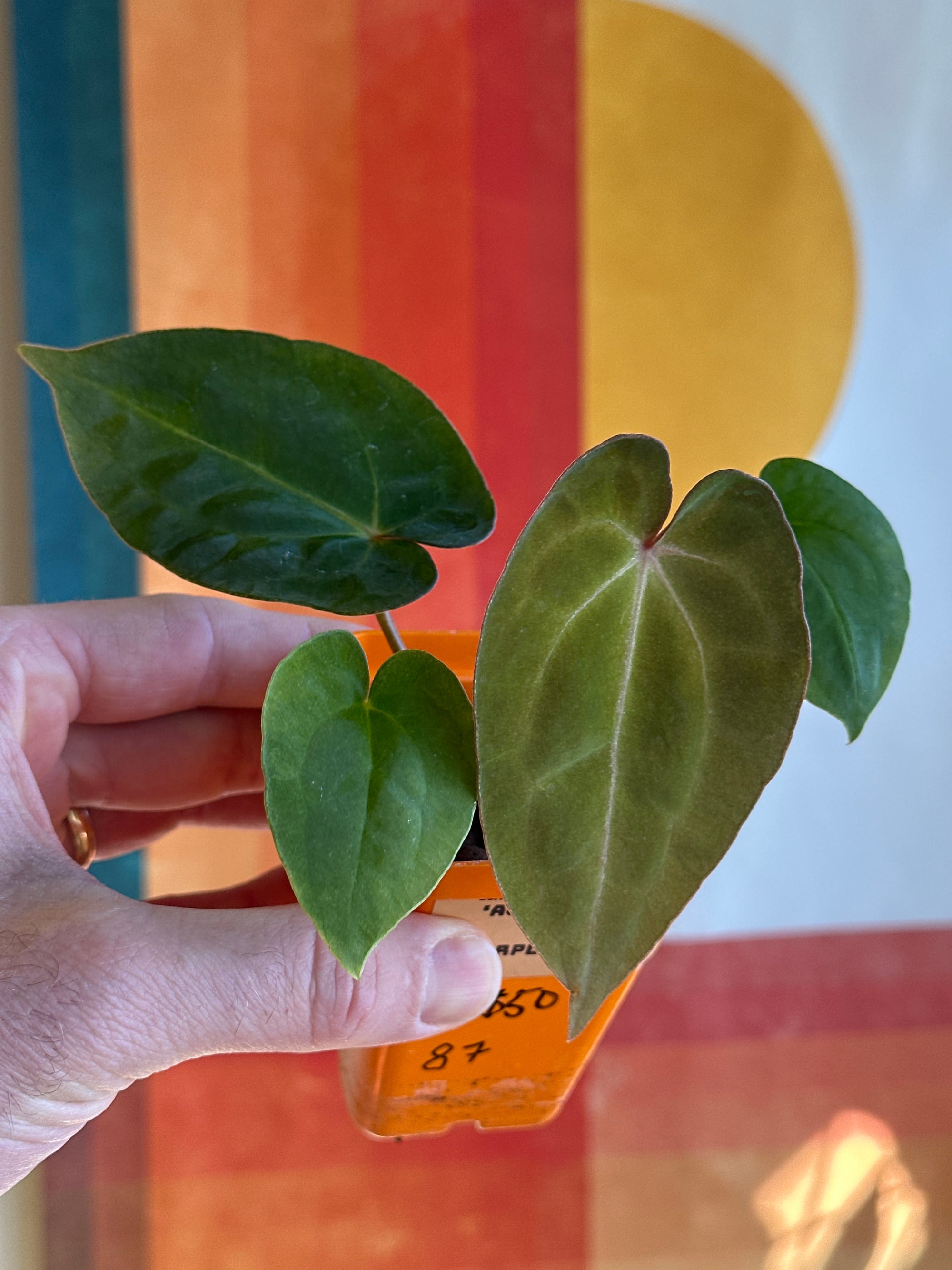 'Ace of Purps' x 'Purple Spider' 87