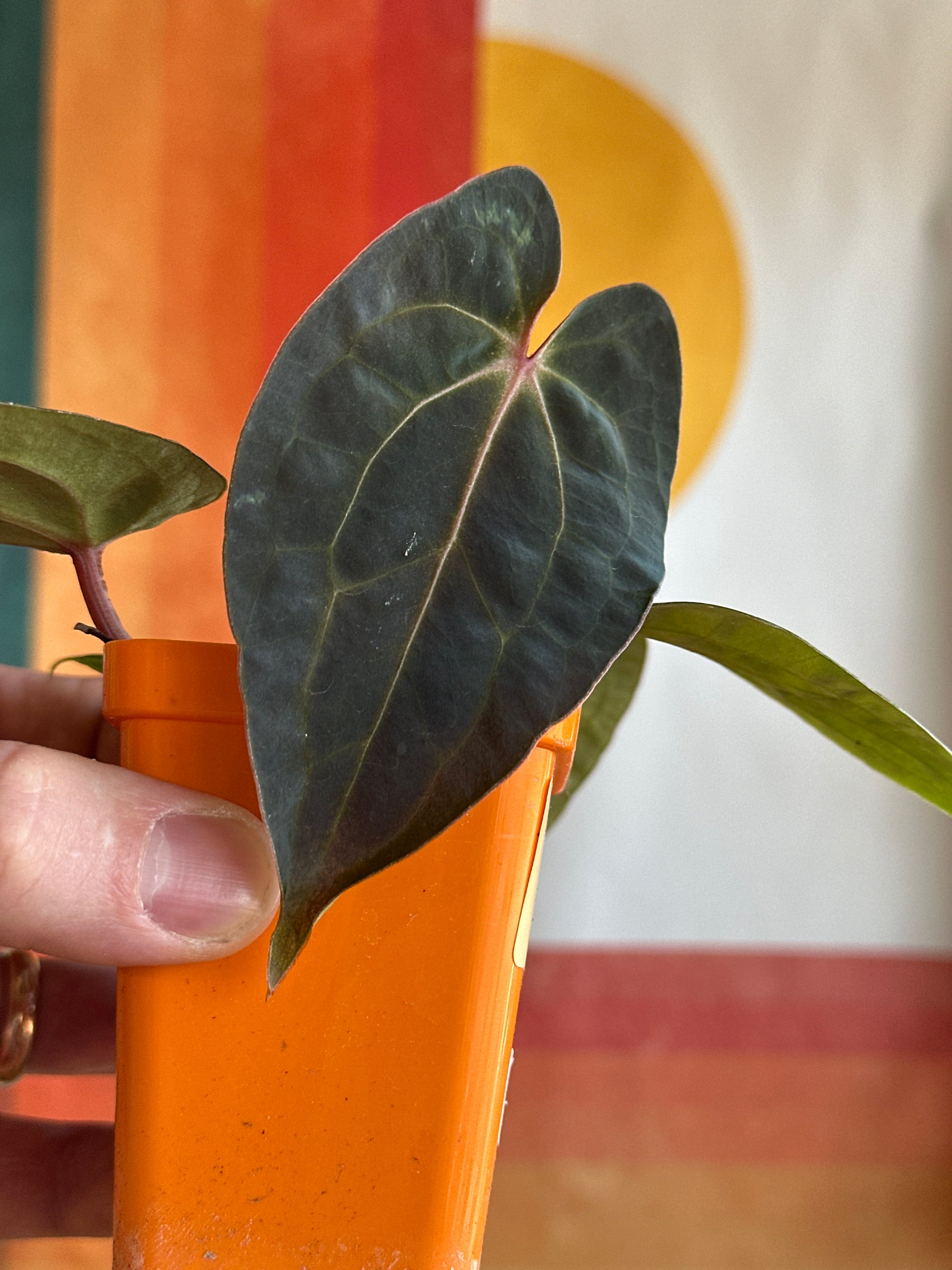 ‘Carlos' x 'Purple Spider' 107