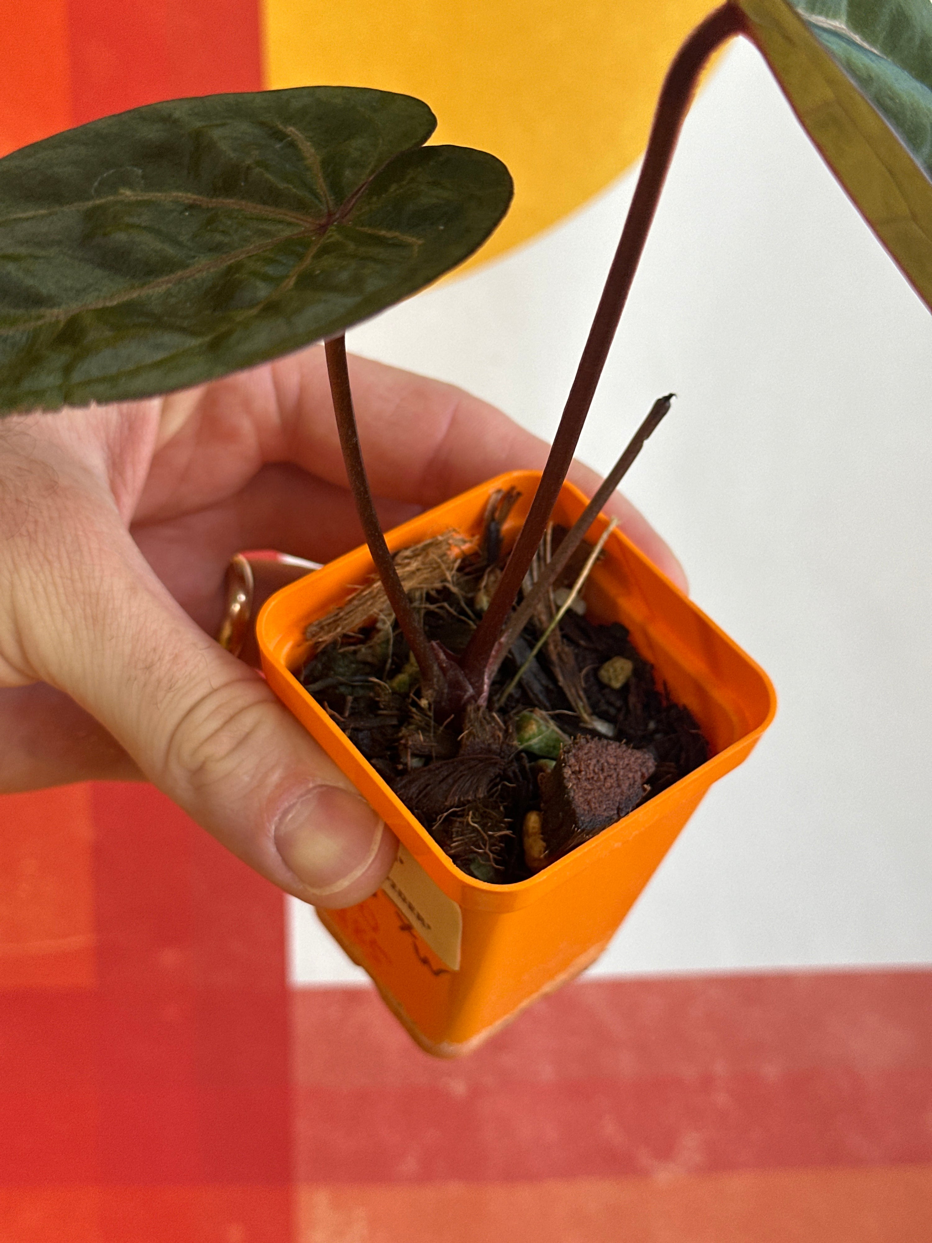 'Brian' x 'Purple Spider' Standout 237w