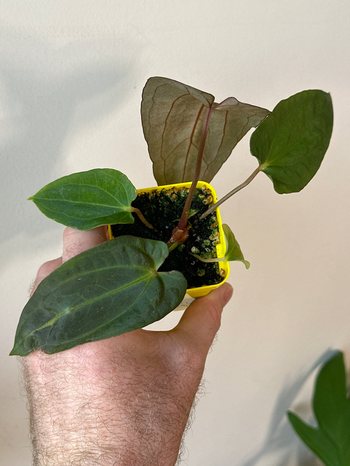 'Carlito' x ‘Carlita’ 105w