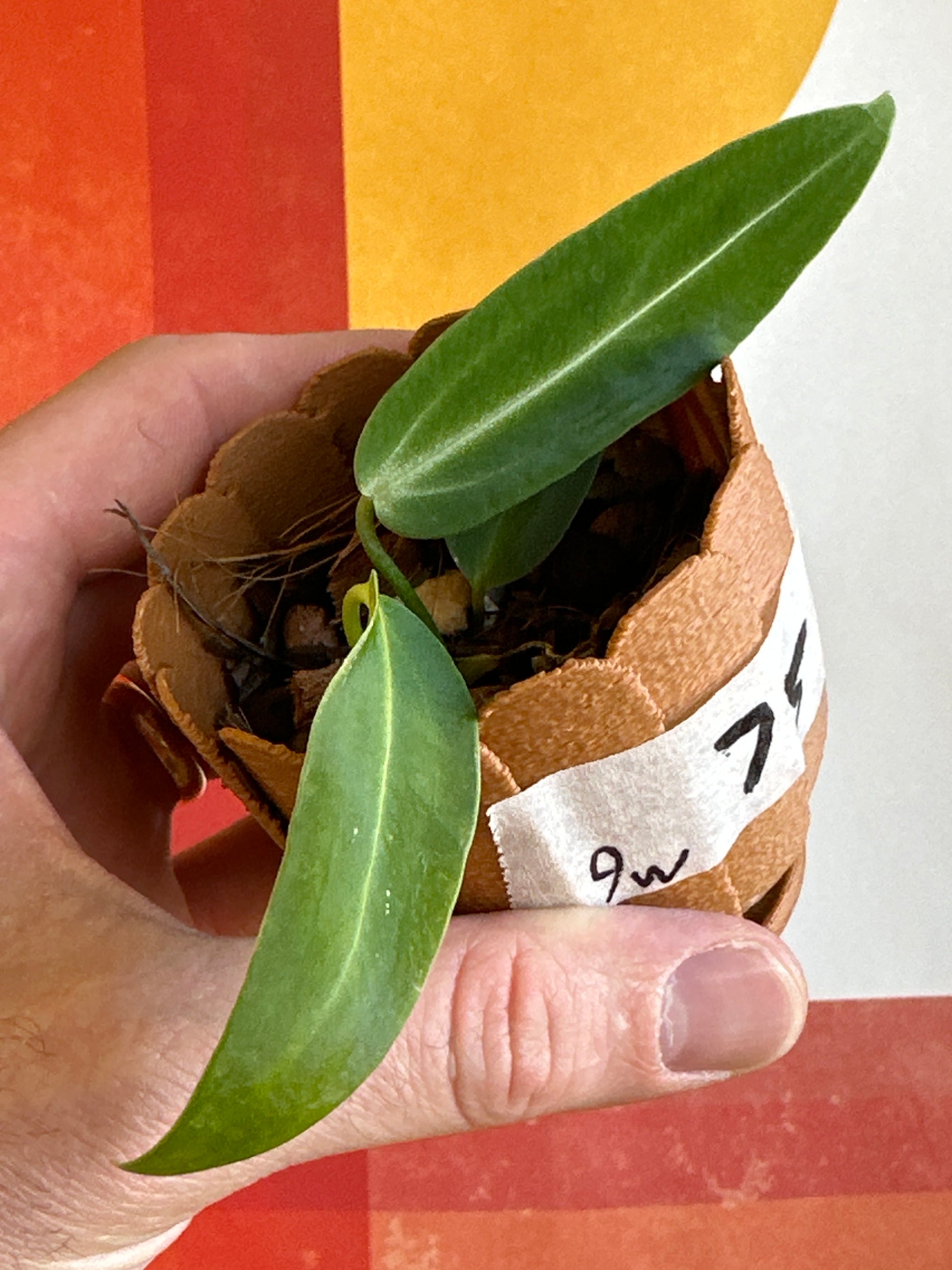 Anthurium Warocqueanum 9w