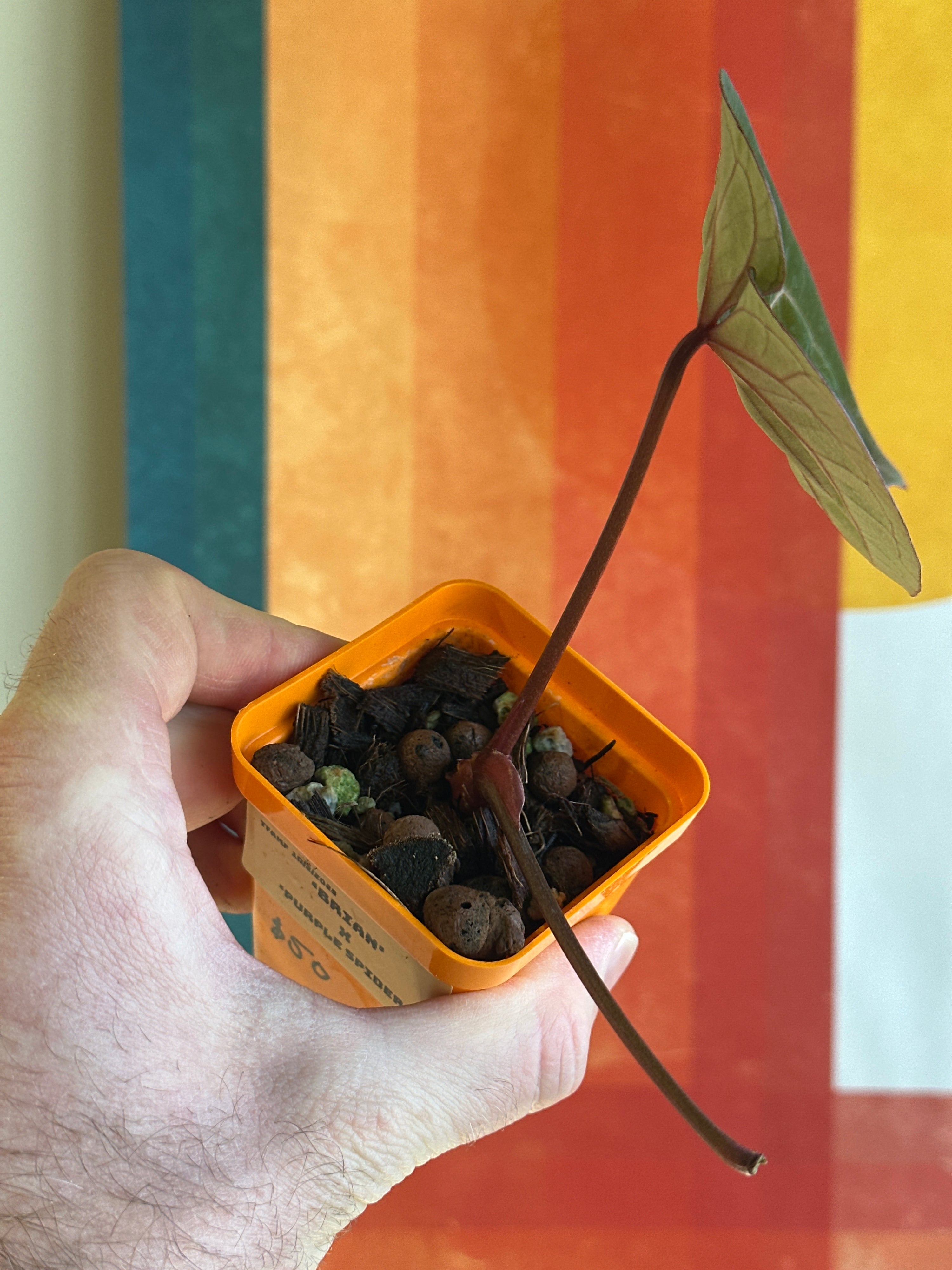 'Brian' x 'Purple Spider' 90