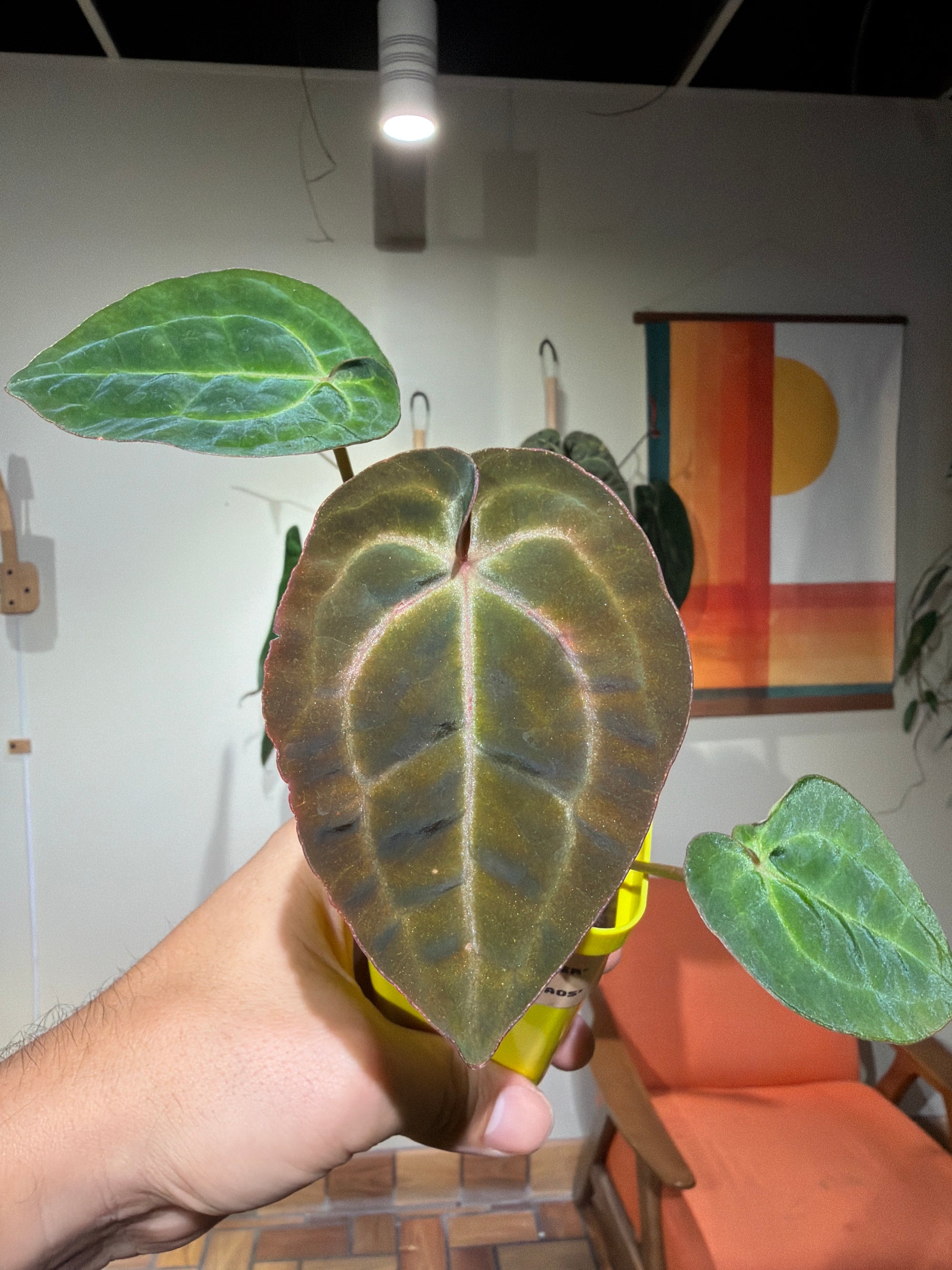 'Purple Spider' x 'Purple Magaos' 1