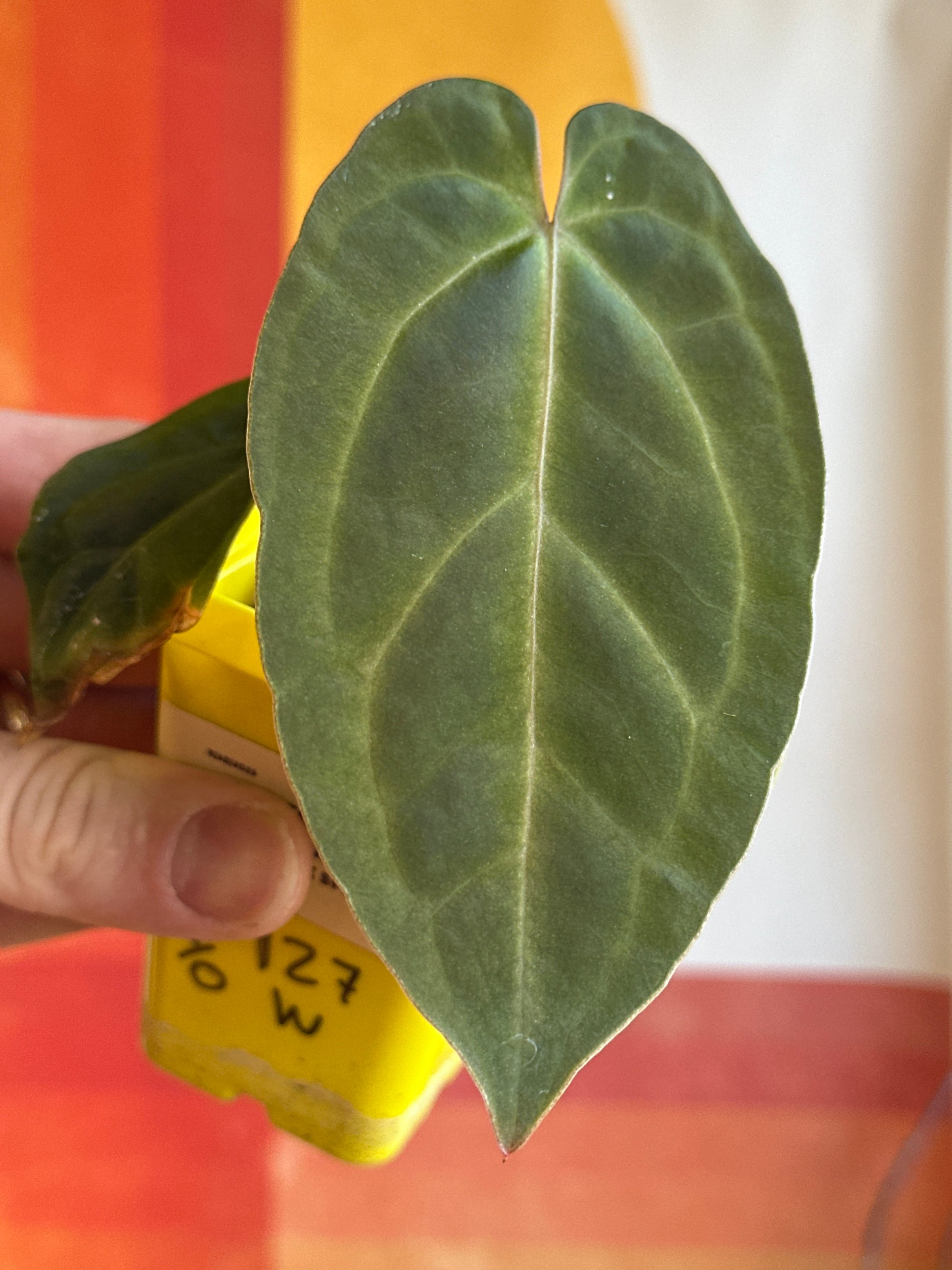 ‘Carlos' x 'Purple Spider' 127