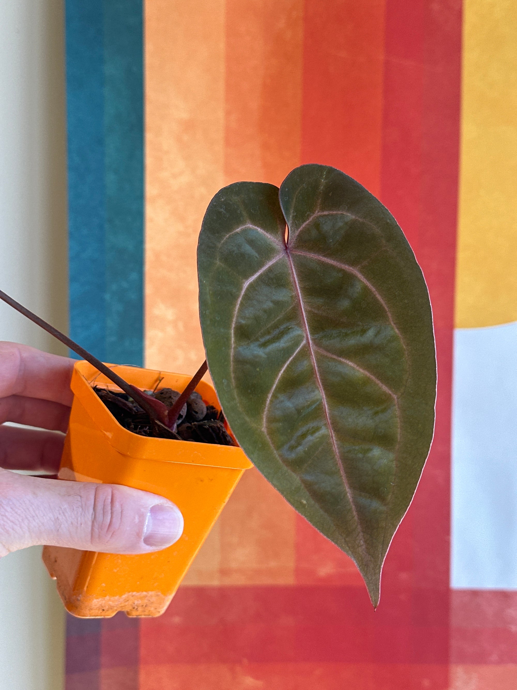 'Brian' x 'Purple Spider' 90