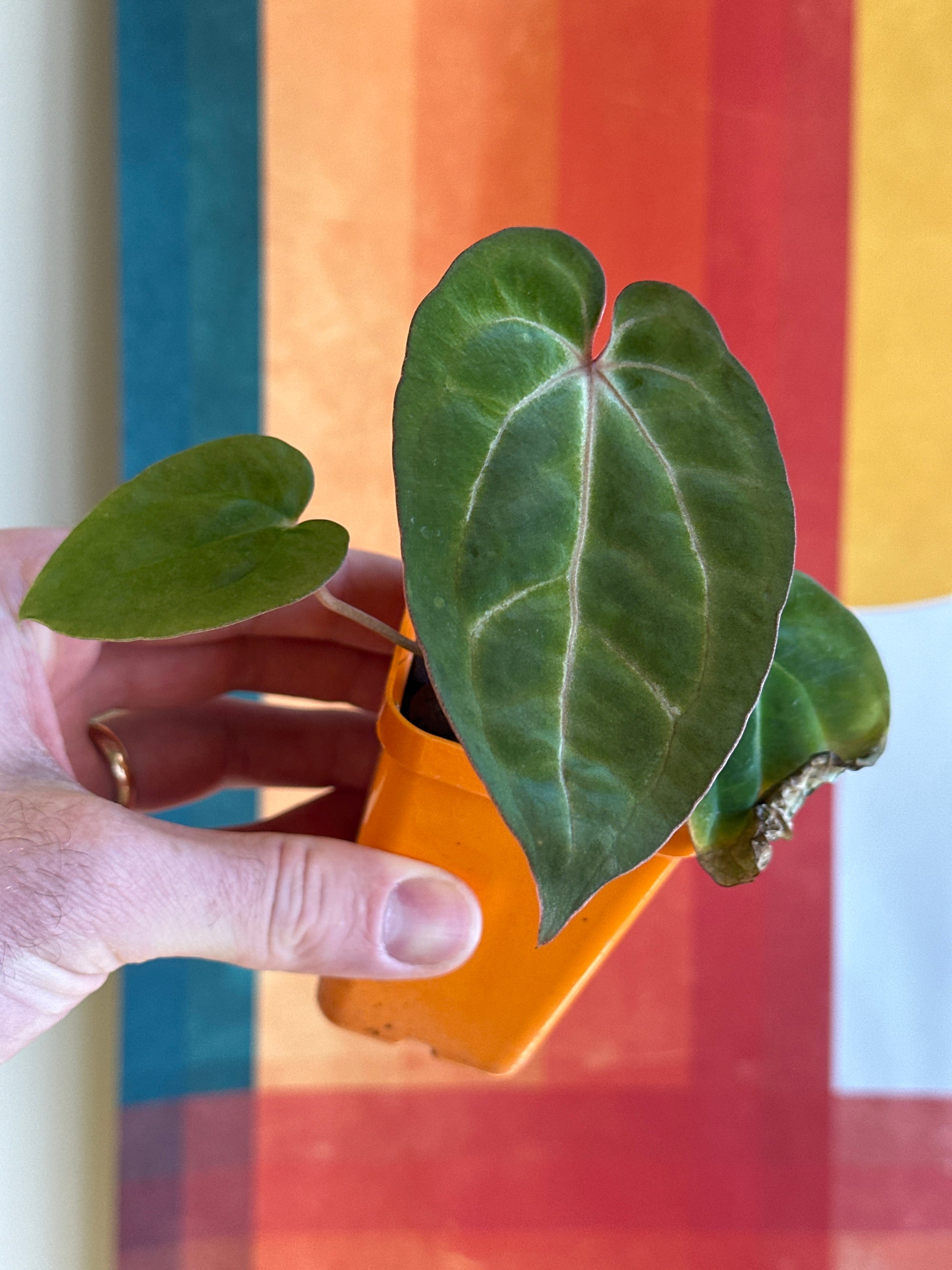 'Purple Spider' x 'Carlito' 8