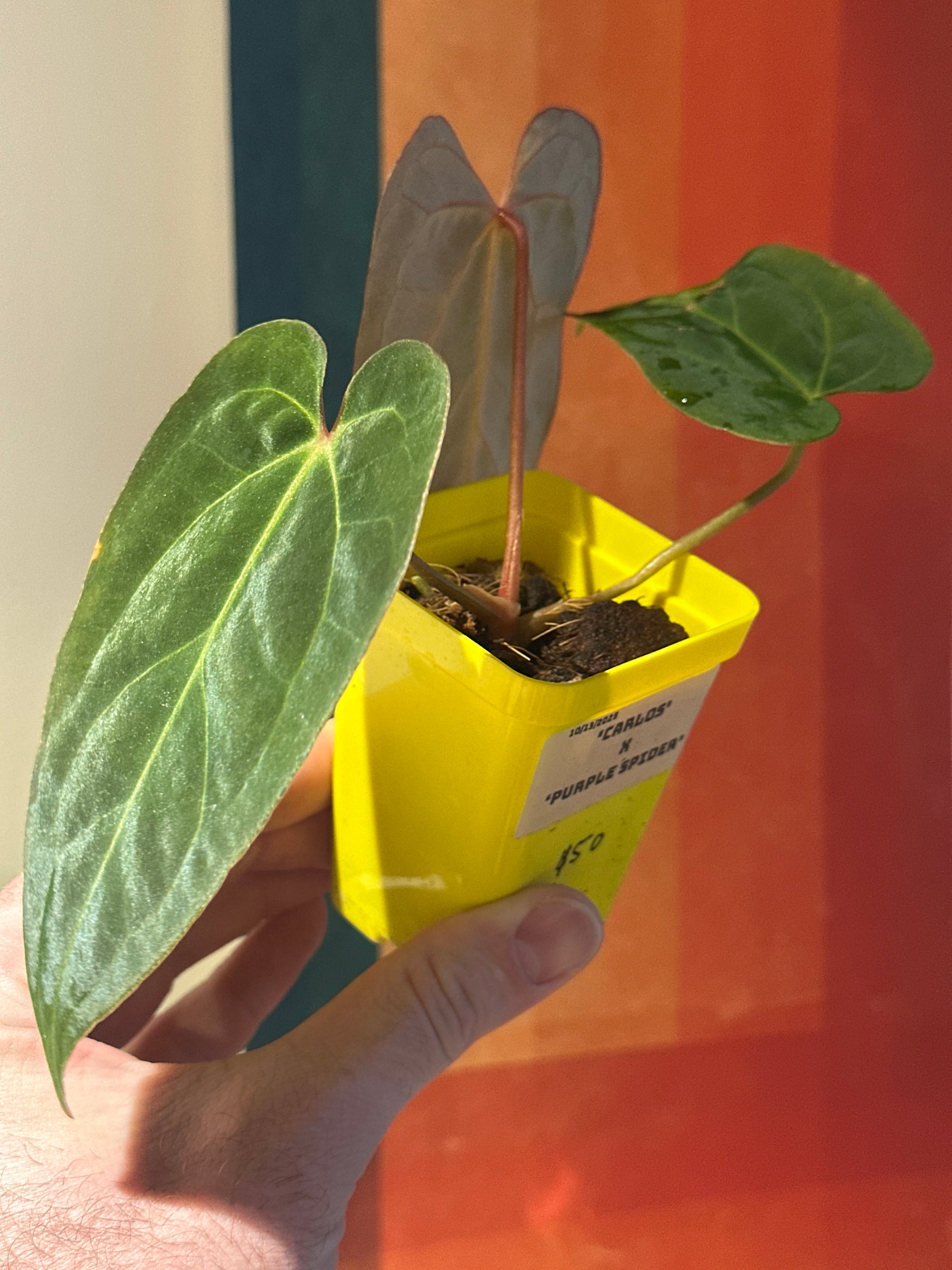 ‘Carlos' x 'Purple Spider' 87