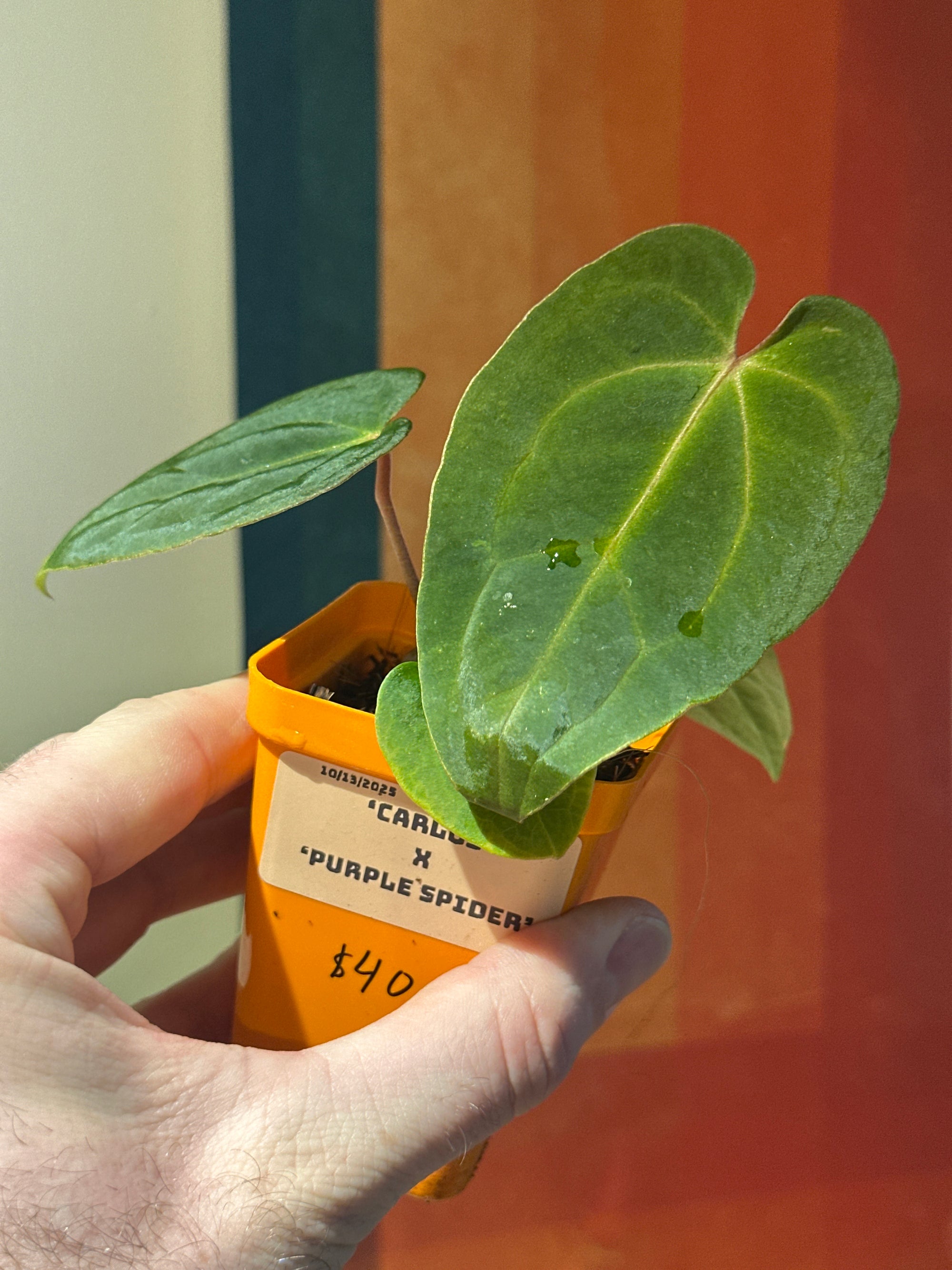 ‘Carlos' x 'Purple Spider' 88