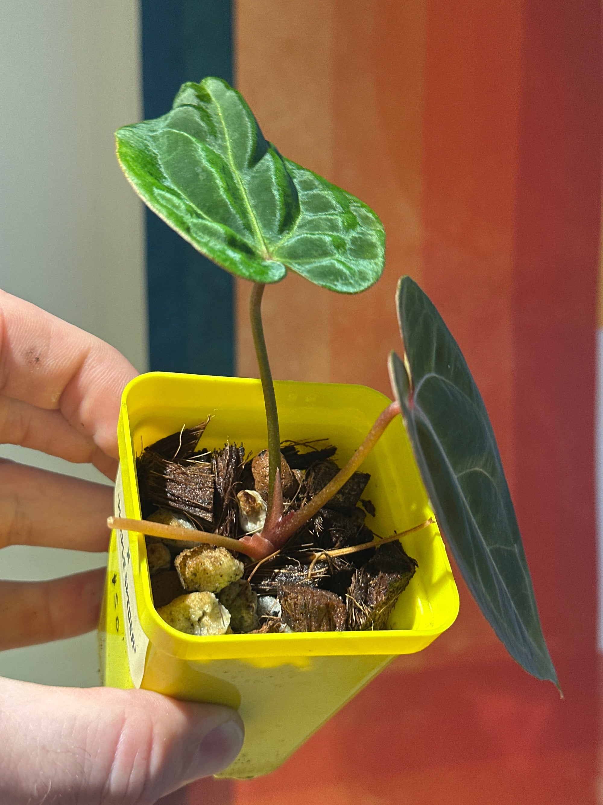 ‘Carlos' x 'Purple Spider' 84