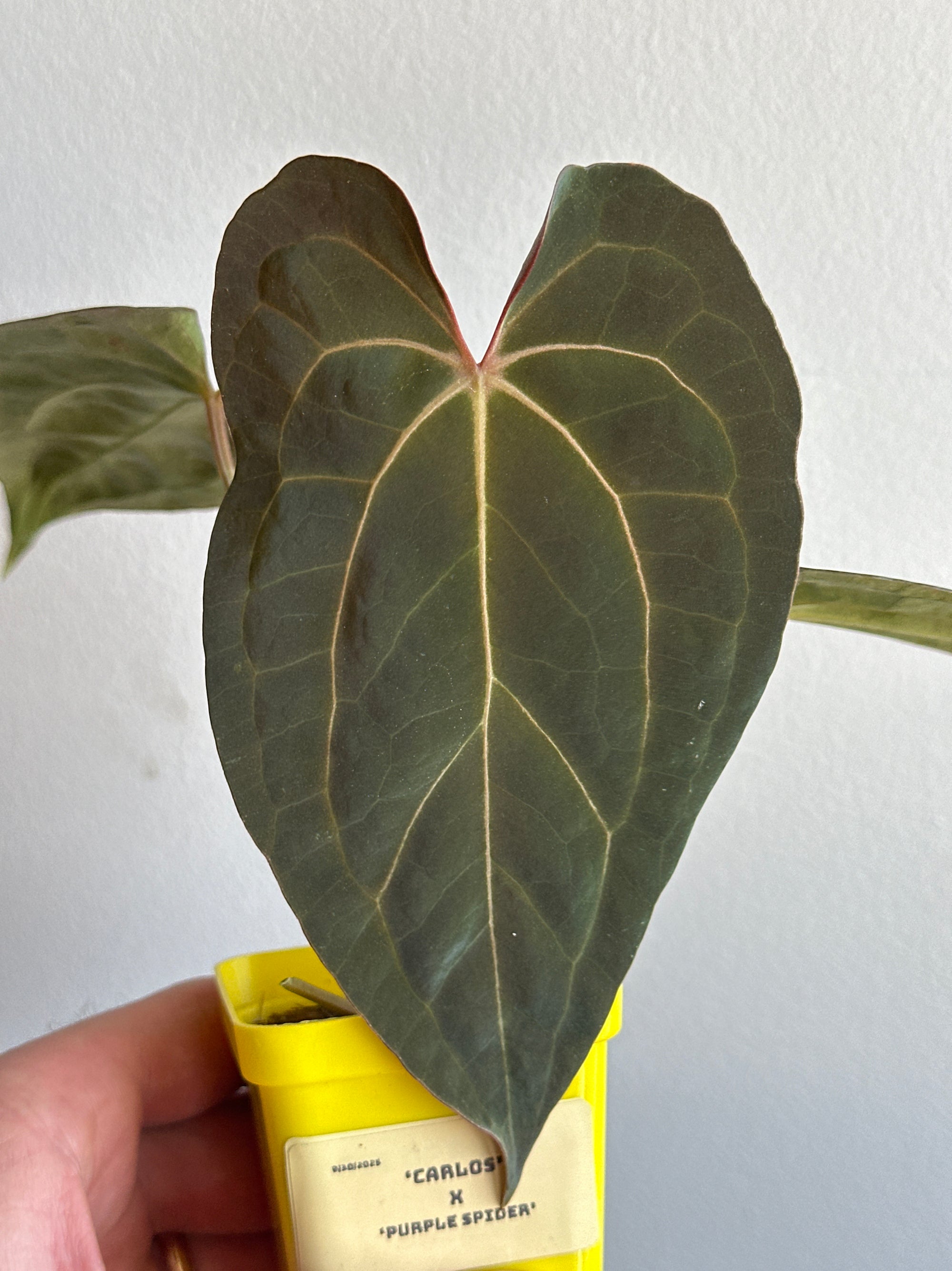 ‘Carlos' x 'Purple Spider' 460w