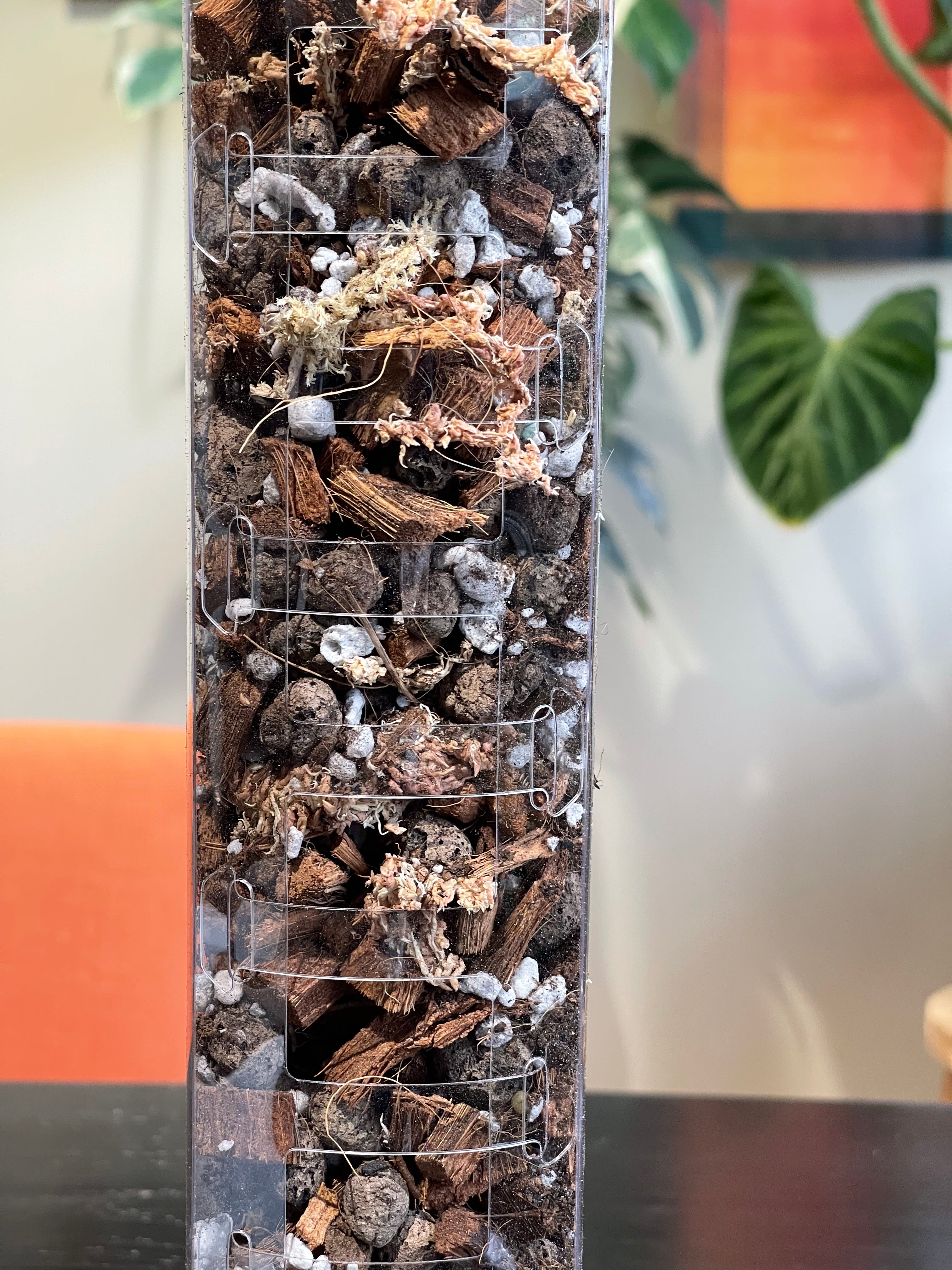 Clear Moss Pole Instructions & Tips – Rousseau Plant Care