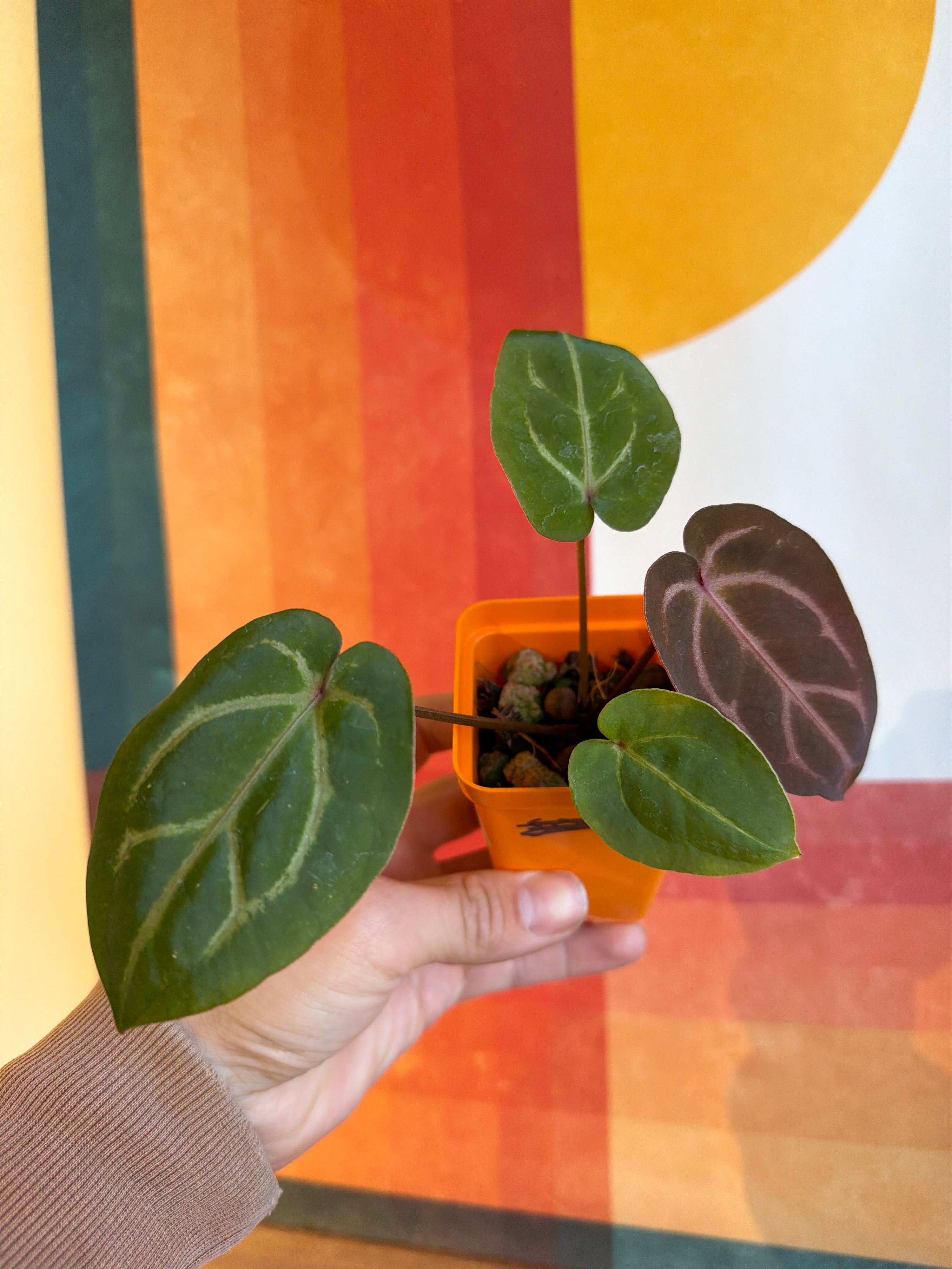 ‘Brian' x 'Purple Spider' Standout 2