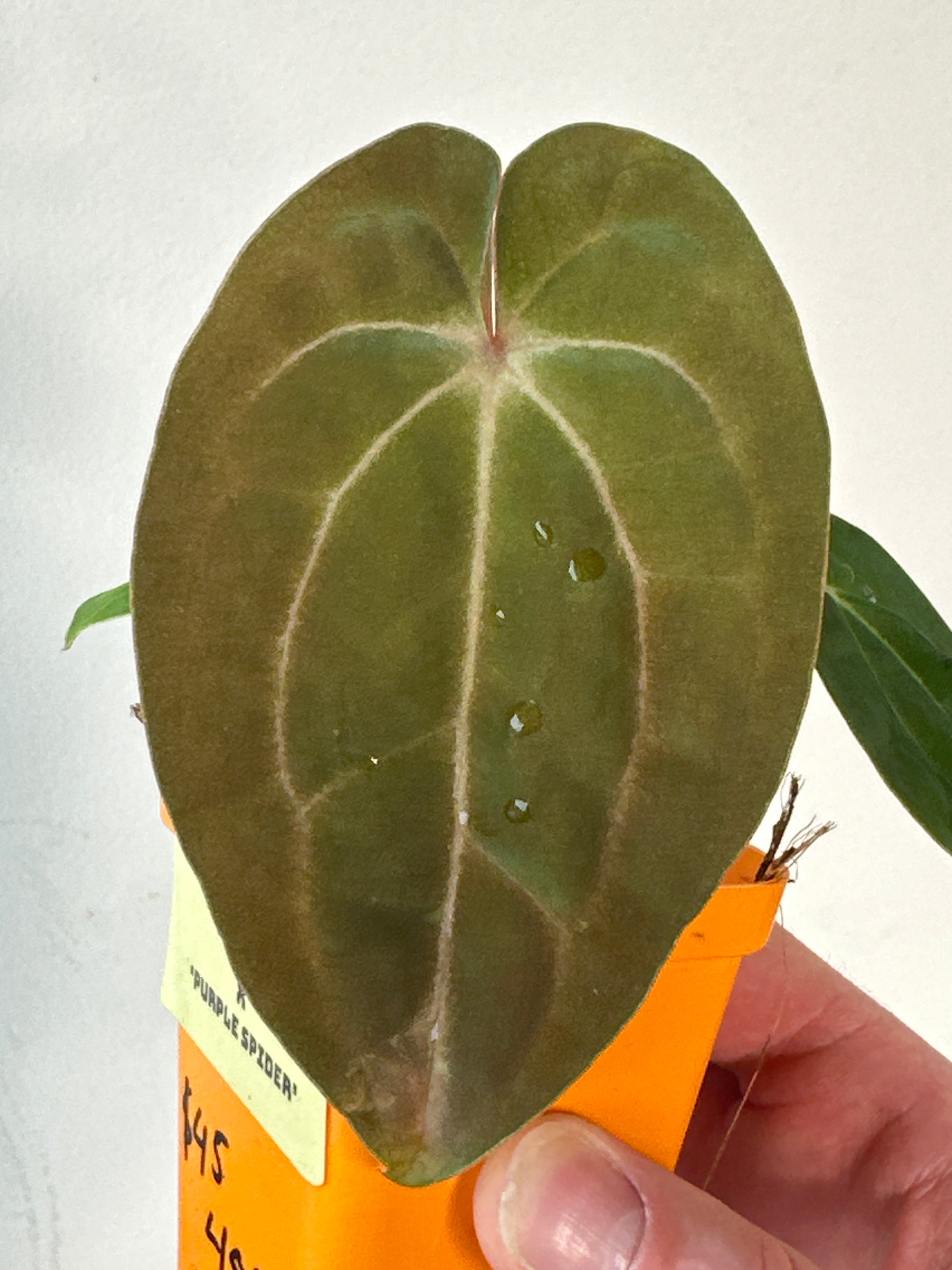 ‘Carlos' x 'Purple Spider' 485w