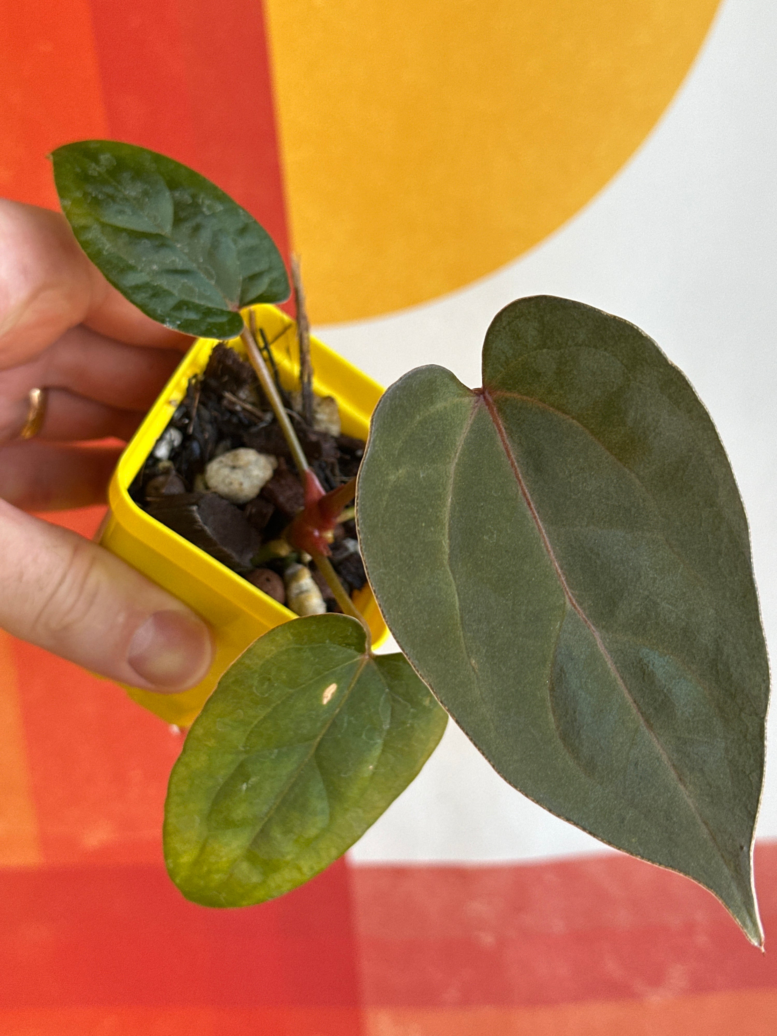 ‘Ace of Purps' x [(mag x lux) x papi ‘RL x FS’] 1w