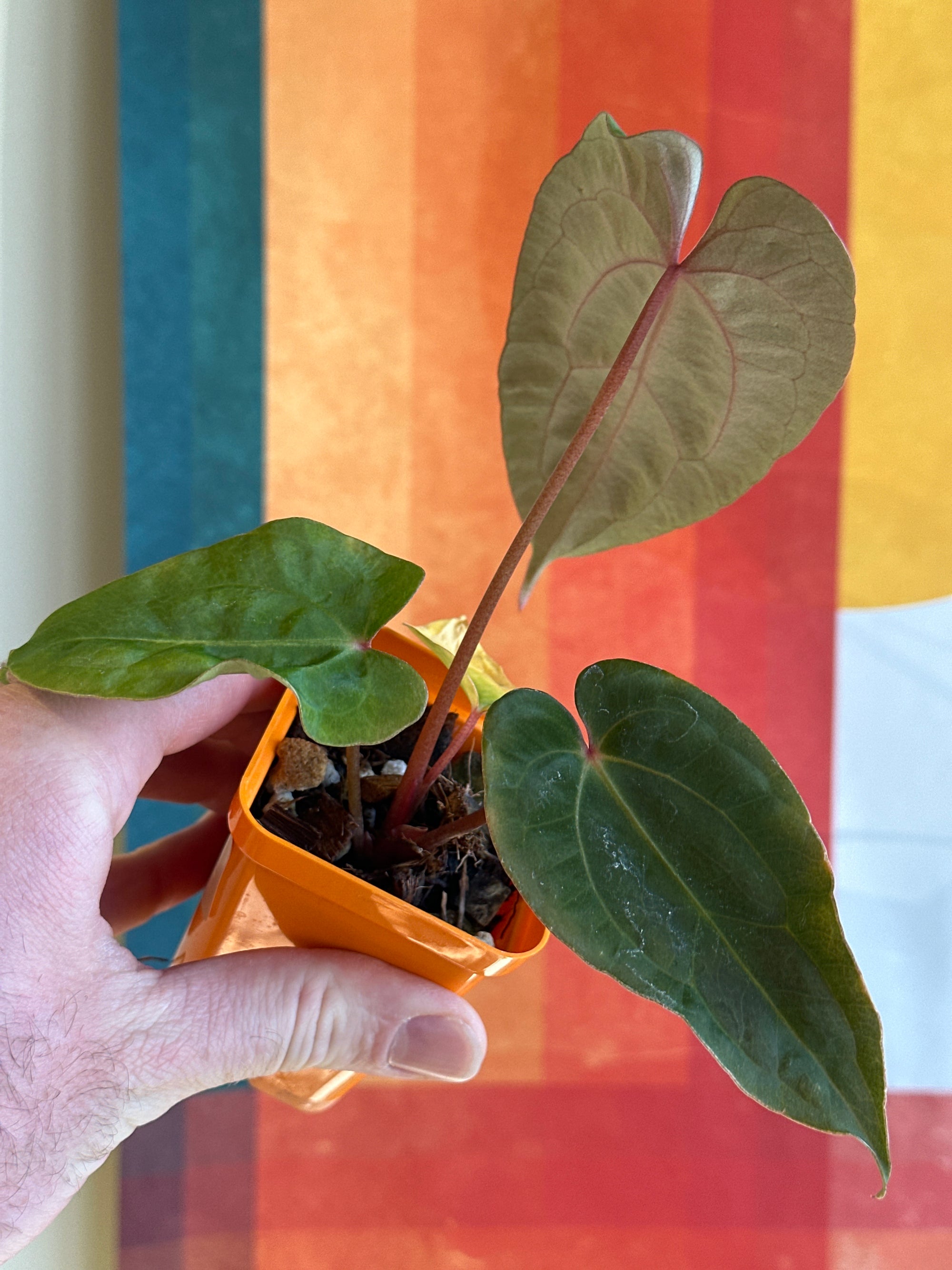 ‘Carlos' x 'Purple Spider' 93