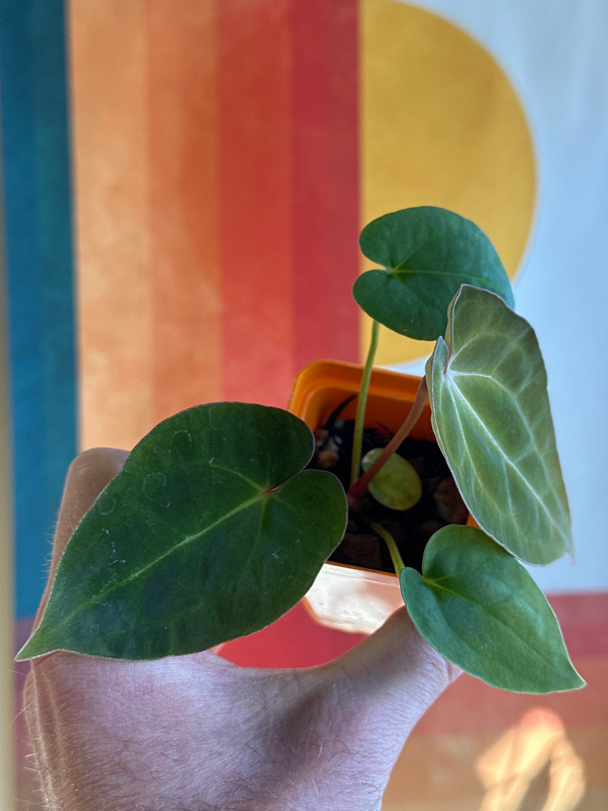 'Ace of Purps' x 'Purple Spider' 87