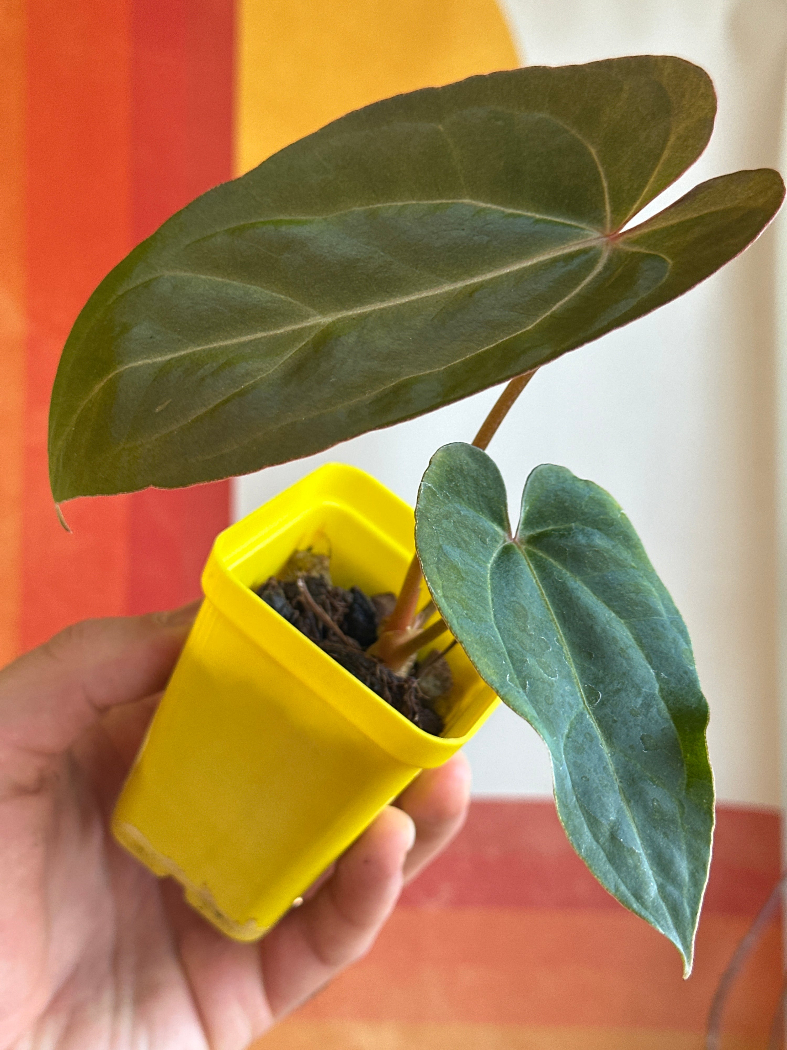 ‘Carlos' x 'Purple Spider' 128