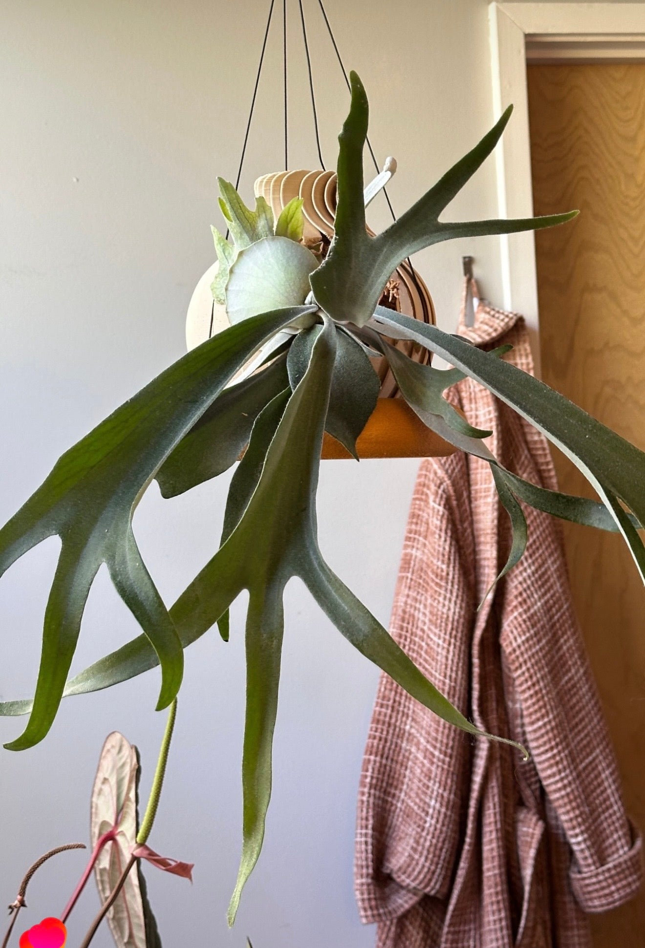 Platycerium wolverine aka veitchii x wilinckii 79