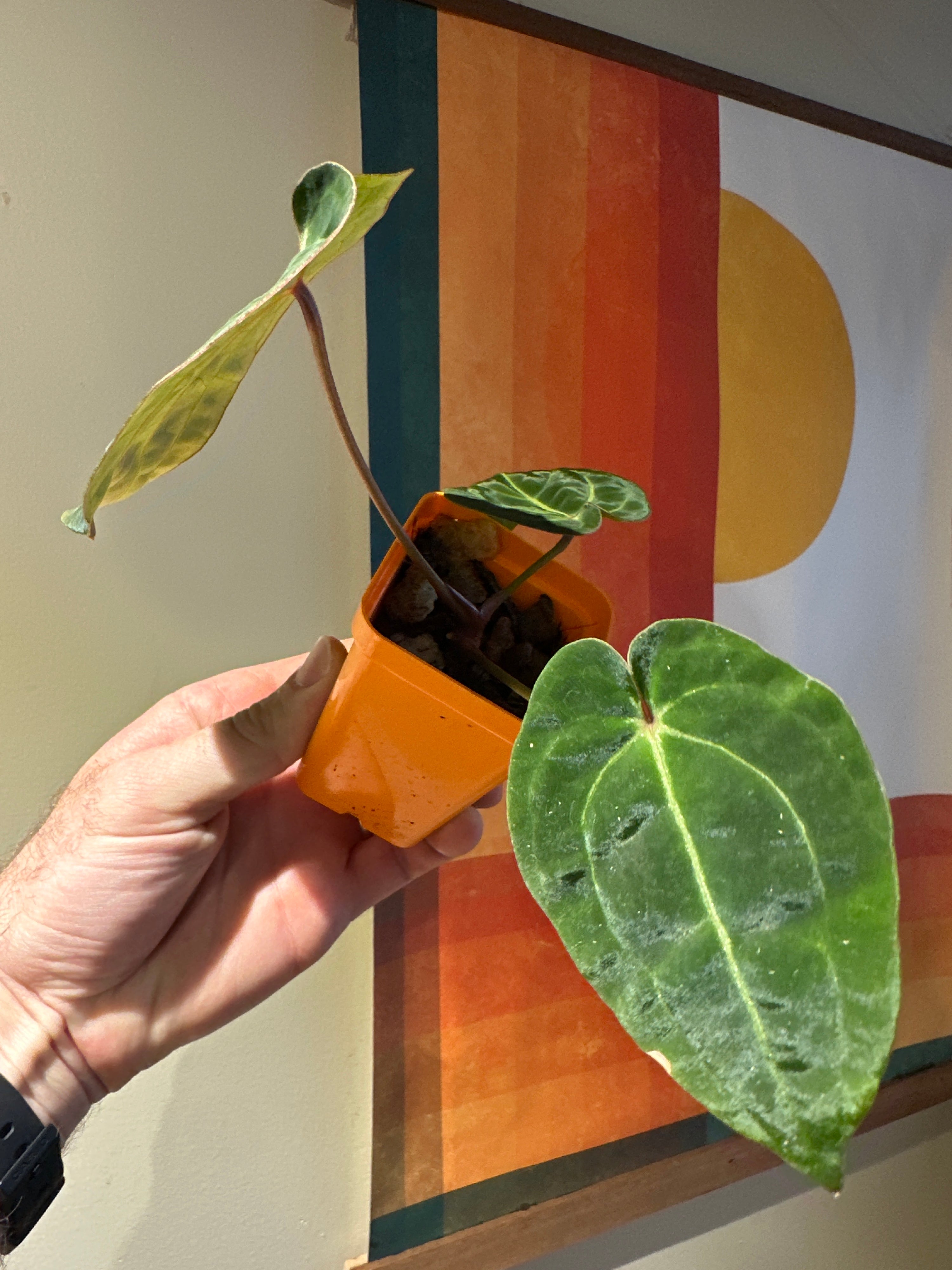 'Brian' x 'Purple Spider' 88