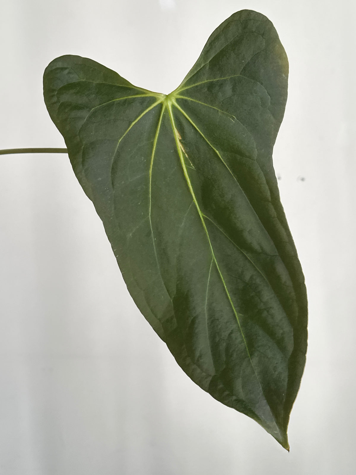 [(subsignatum x papi) x papi] x 'Carlaza' 108w