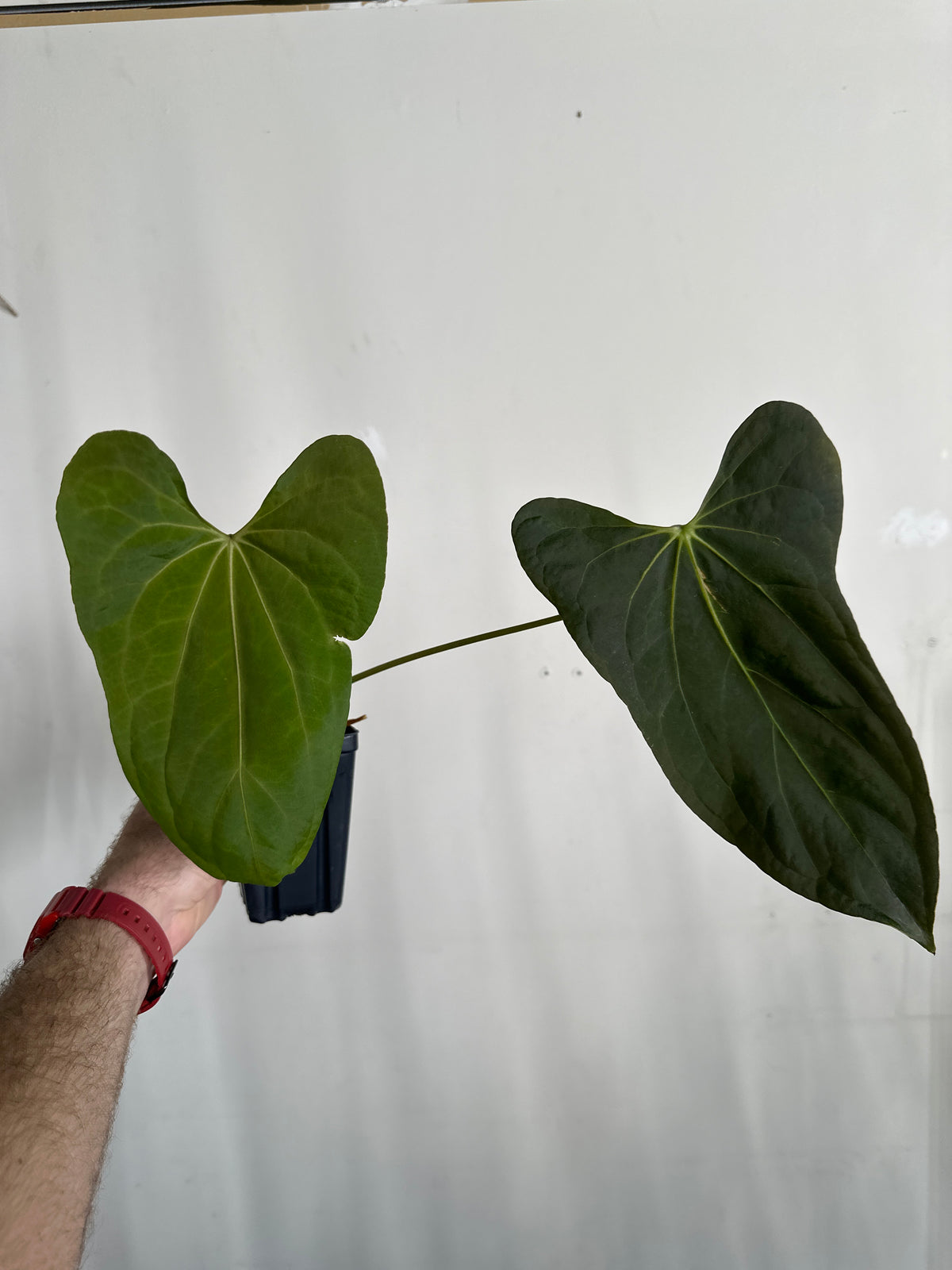 [(subsignatum x papi) x papi] x 'Carlaza' 108w