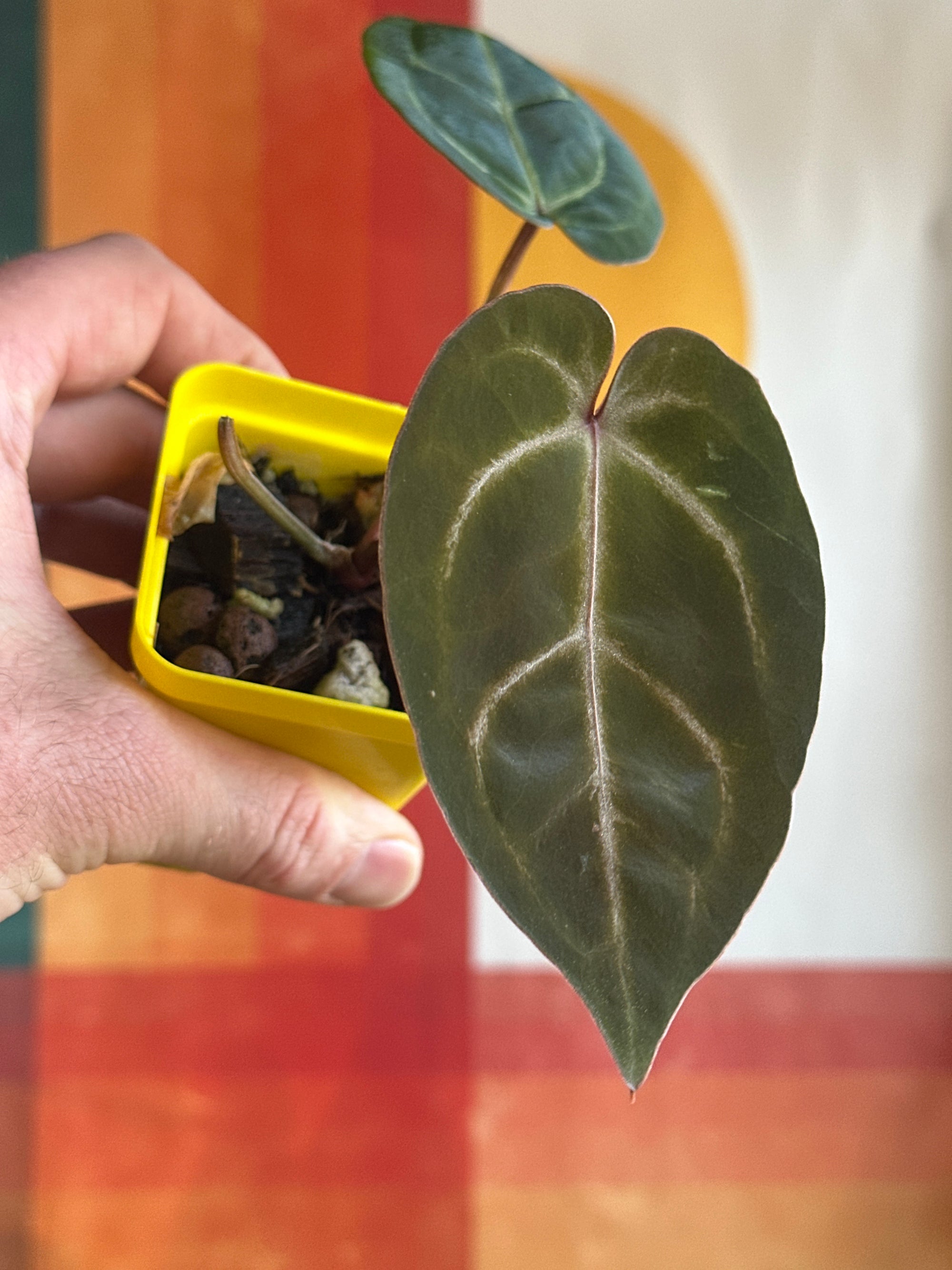 'Brian' x 'Purple Spider' 117